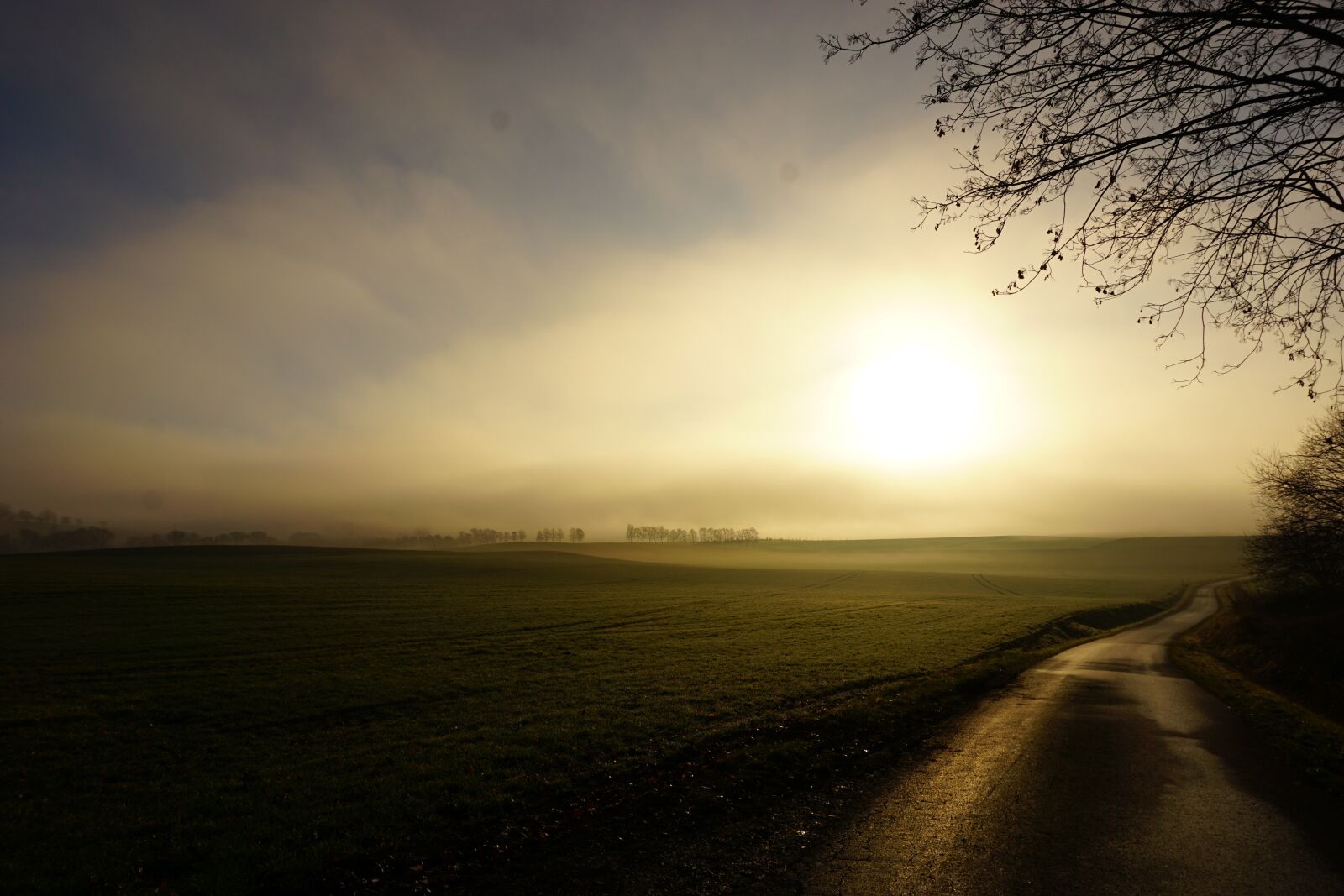 Sony a6000 sample photo. Sun, fog, tree photography