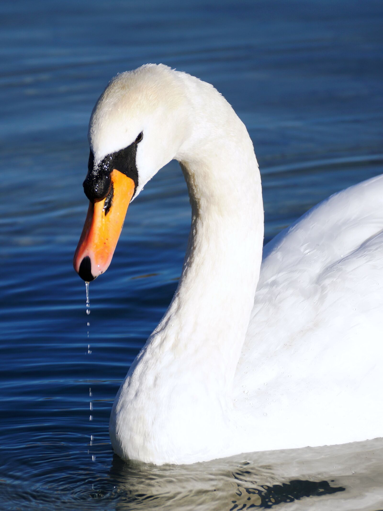 Sony DT 55-300mm F4.5-5.6 SAM sample photo. Swan, white, water photography