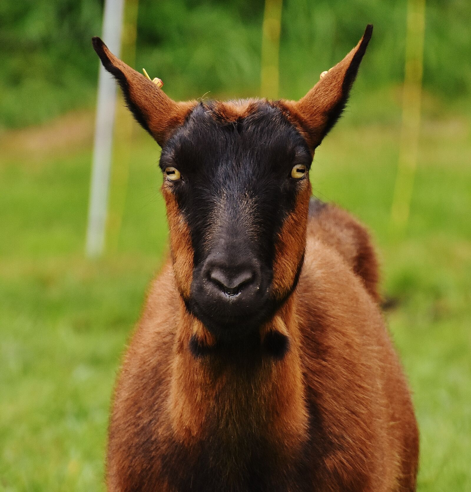 Nikon D7200 sample photo. Goat, animal, meadow photography