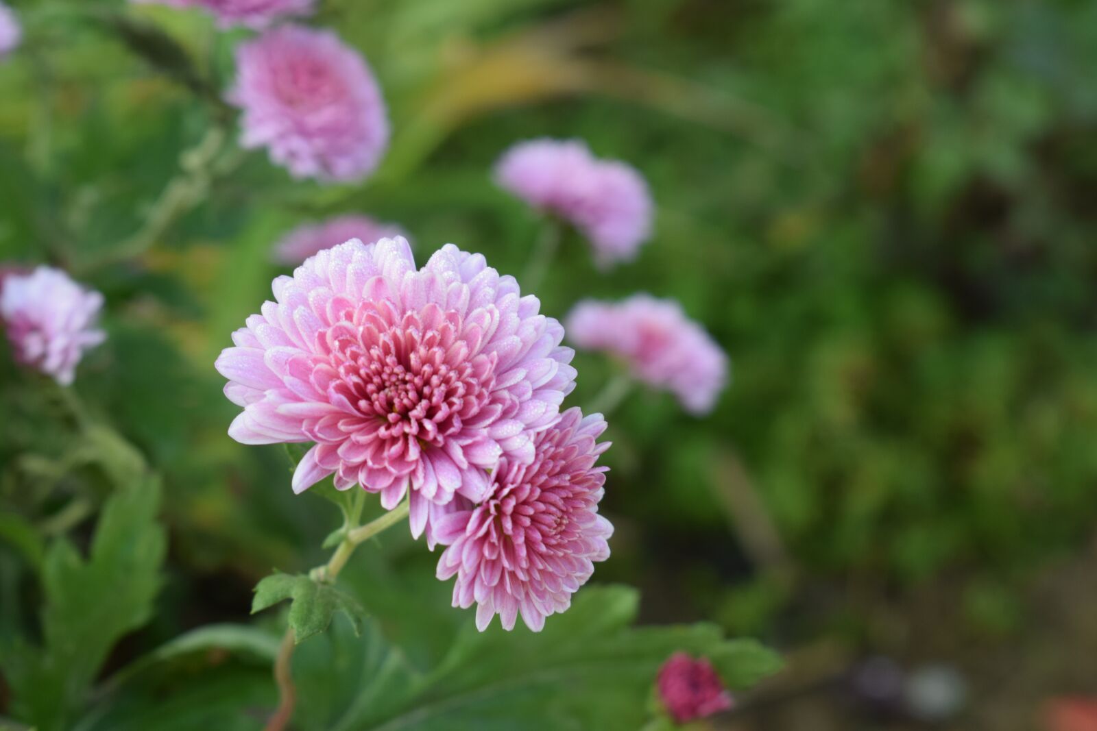 Nikon D3300 sample photo. Flowers, nature, blossom photography