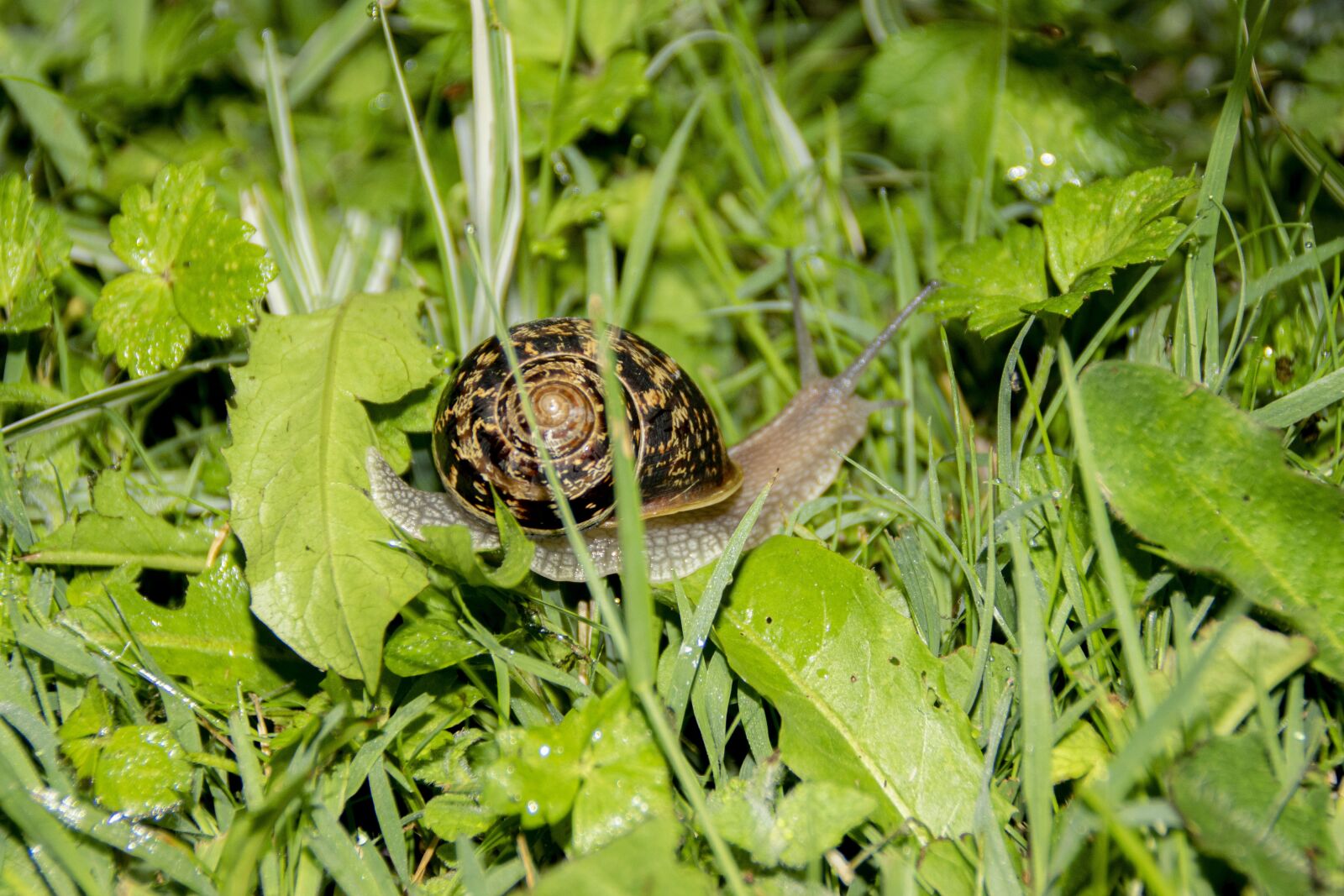 Sony ILCA-77M2 + Sony DT 18-200mm F3.5-6.3 sample photo. Snail, grass, green photography
