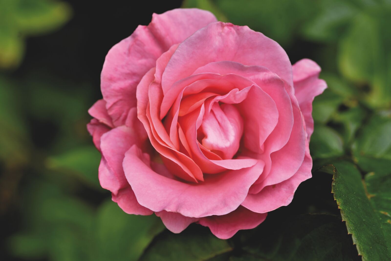 Nikon D7200 sample photo. Rose, rose bloom, blossom photography
