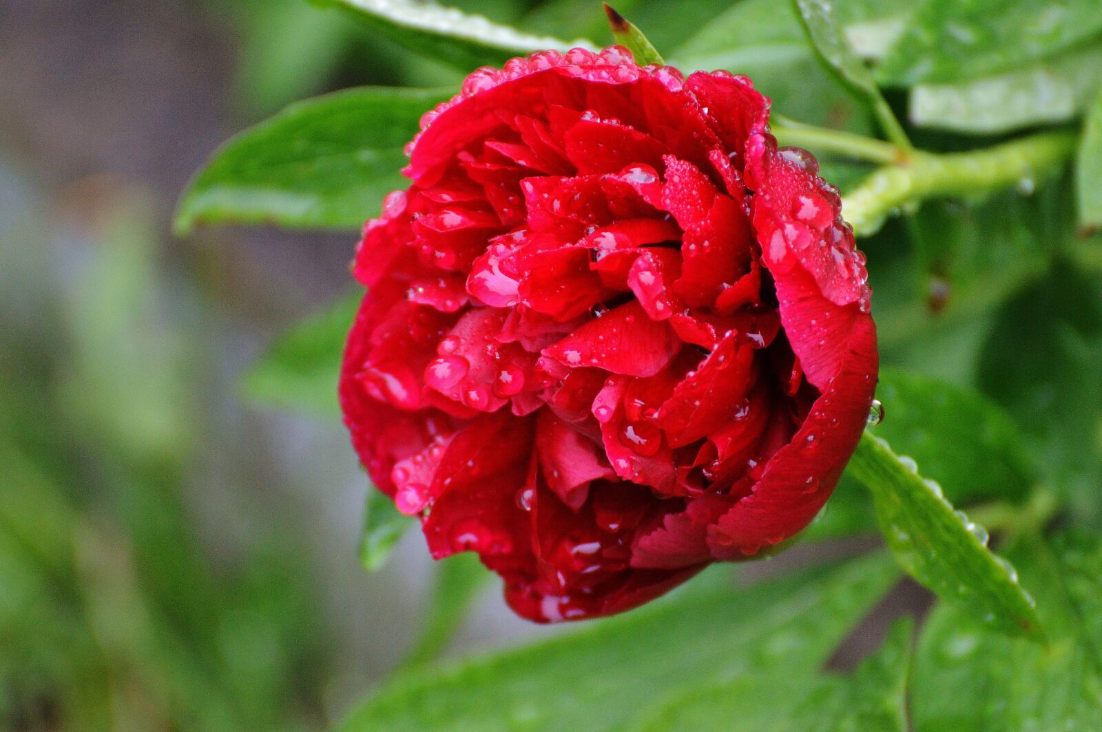 Nikon D3200 sample photo. Peony, rain, drip photography