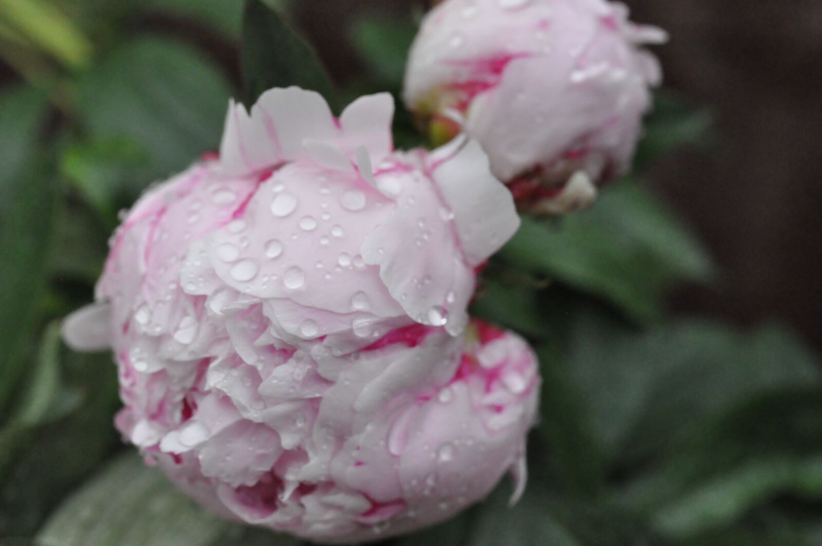 Nikon D90 sample photo. Peony, raindrop, pink photography