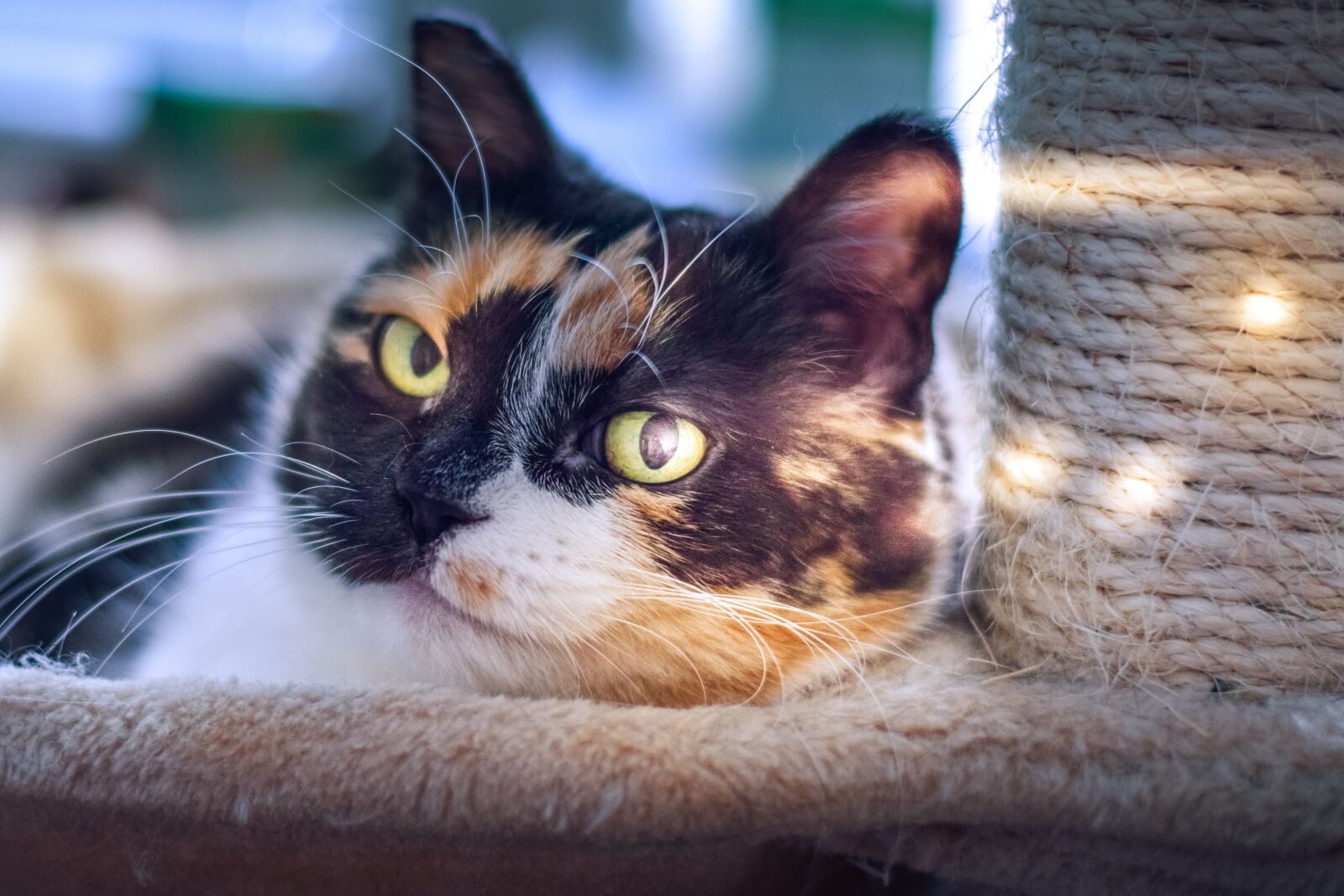 Nikon D5300 sample photo. Cat, light, pet photography