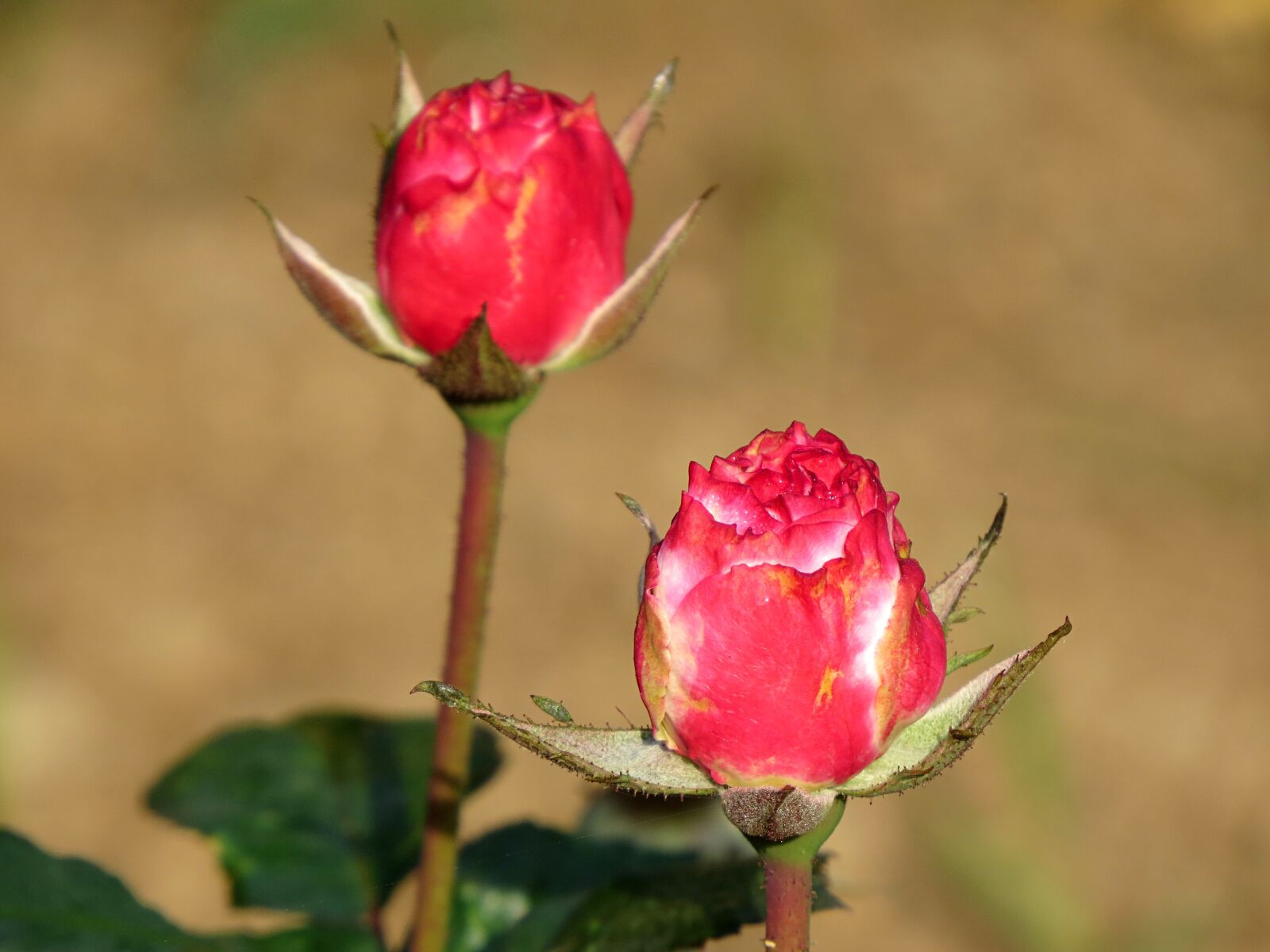 Canon PowerShot SX50 HS sample photo. Rose, bud, flower photography