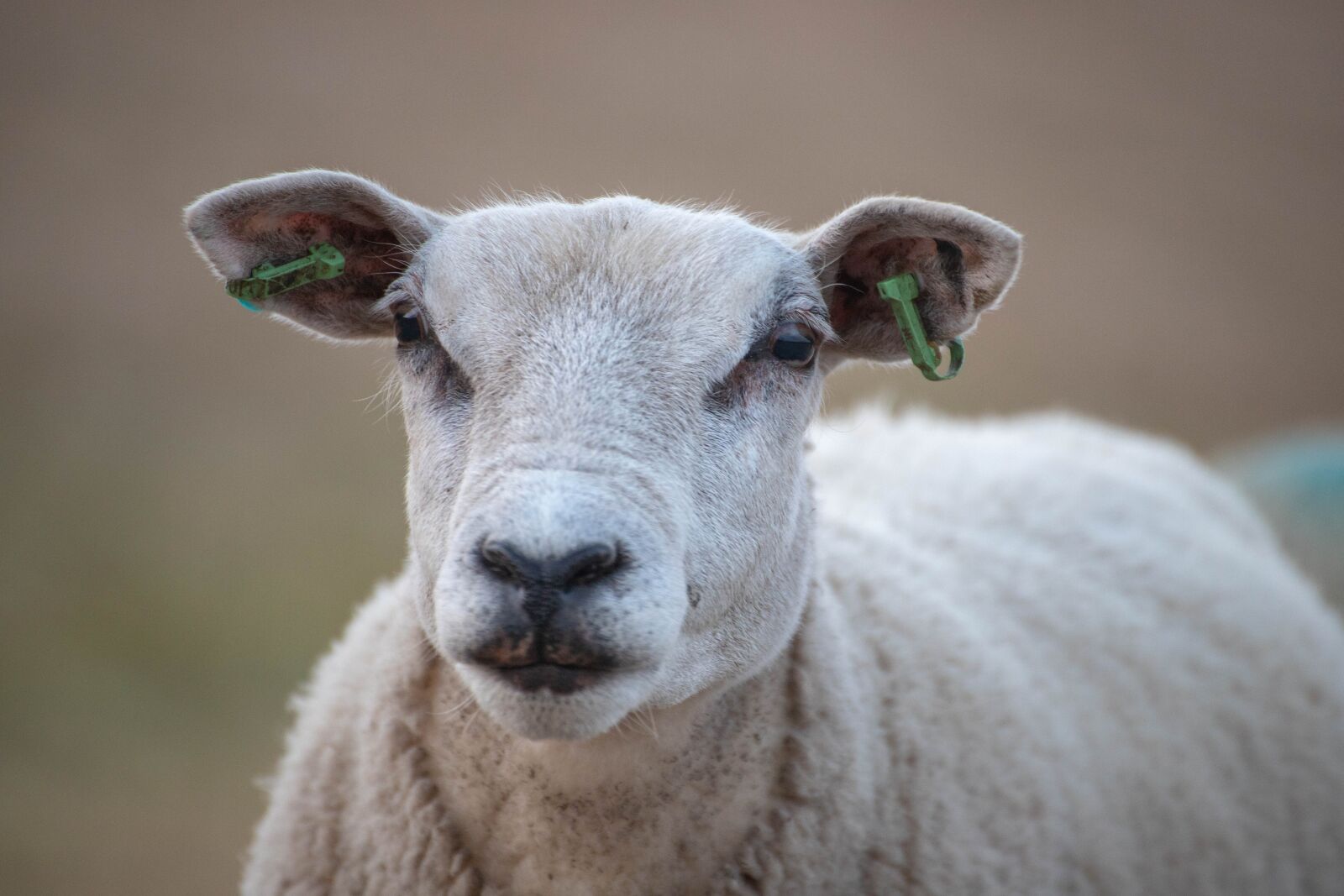 Canon EOS 6D Mark II sample photo. Sheep, zeedijk, friesland photography