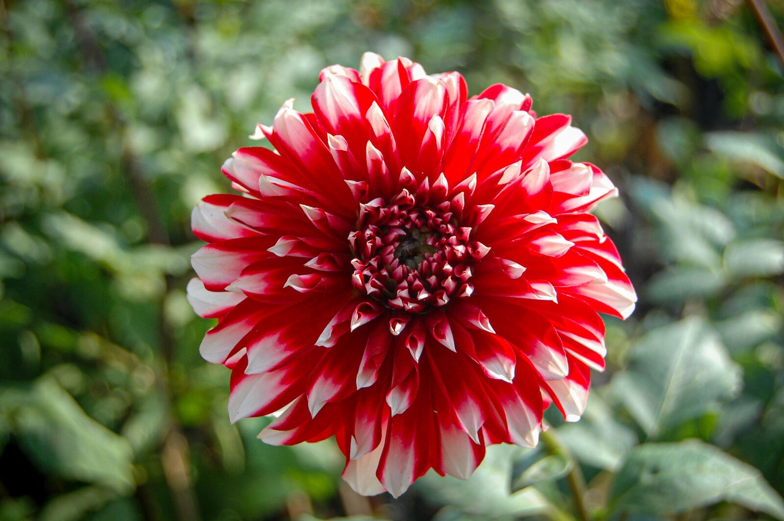 Nikon D40 sample photo. Red and white flower photography