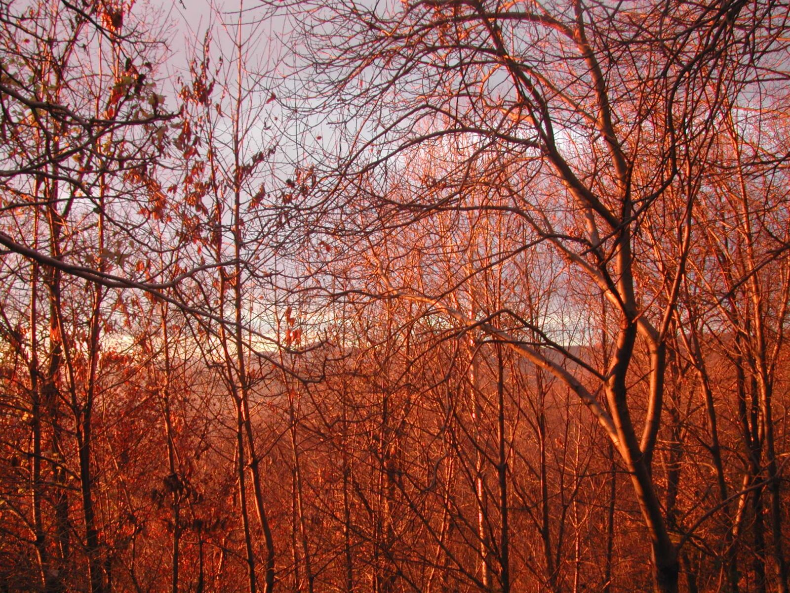 Nikon E885 sample photo. Trees, autumn, sunset photography