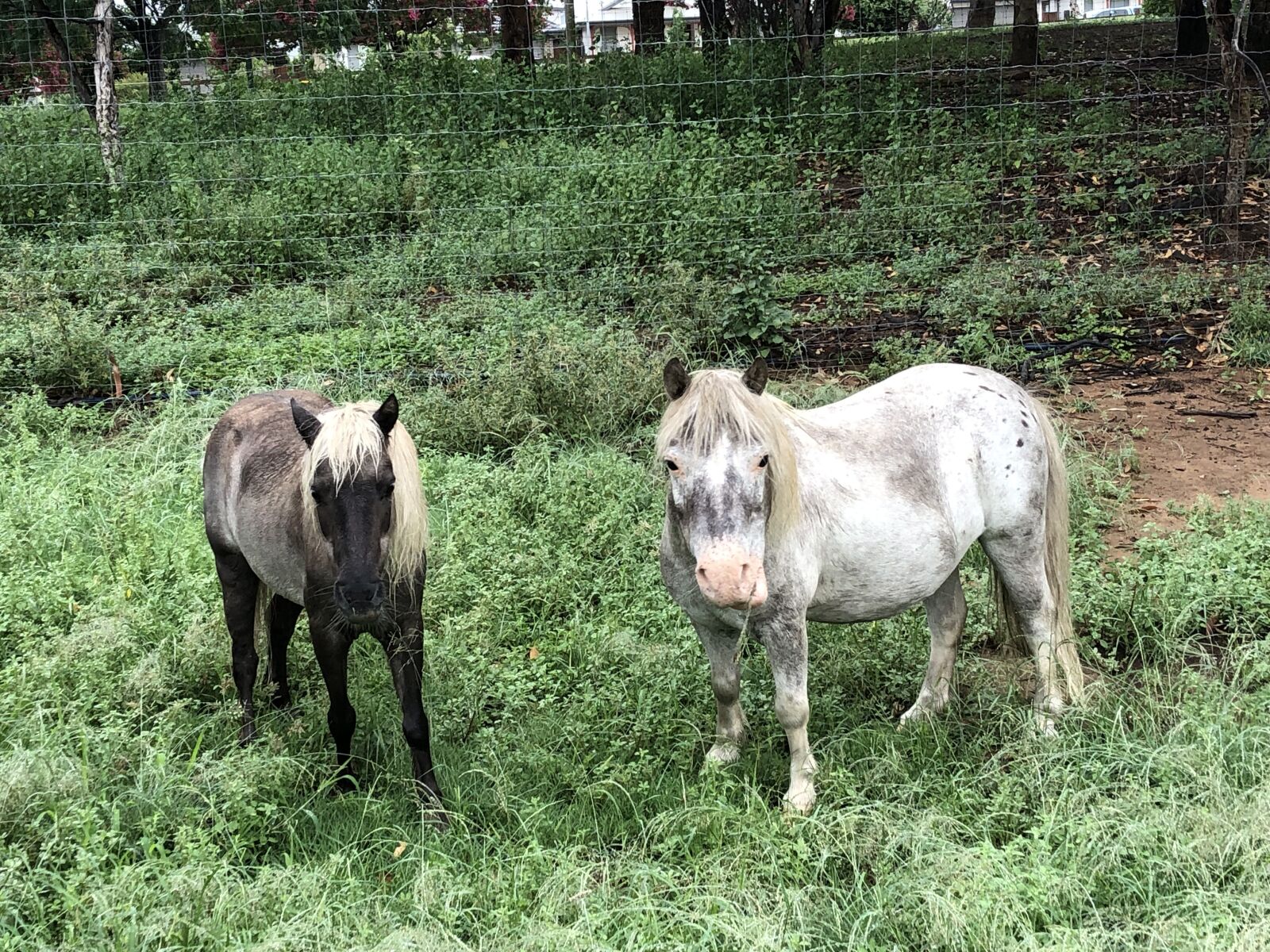 Apple iPhone 8 sample photo. Miniature ponies, pony, farm photography