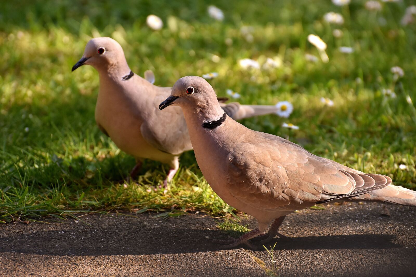Nikon D7200 sample photo. Pigeons, collared, birds photography