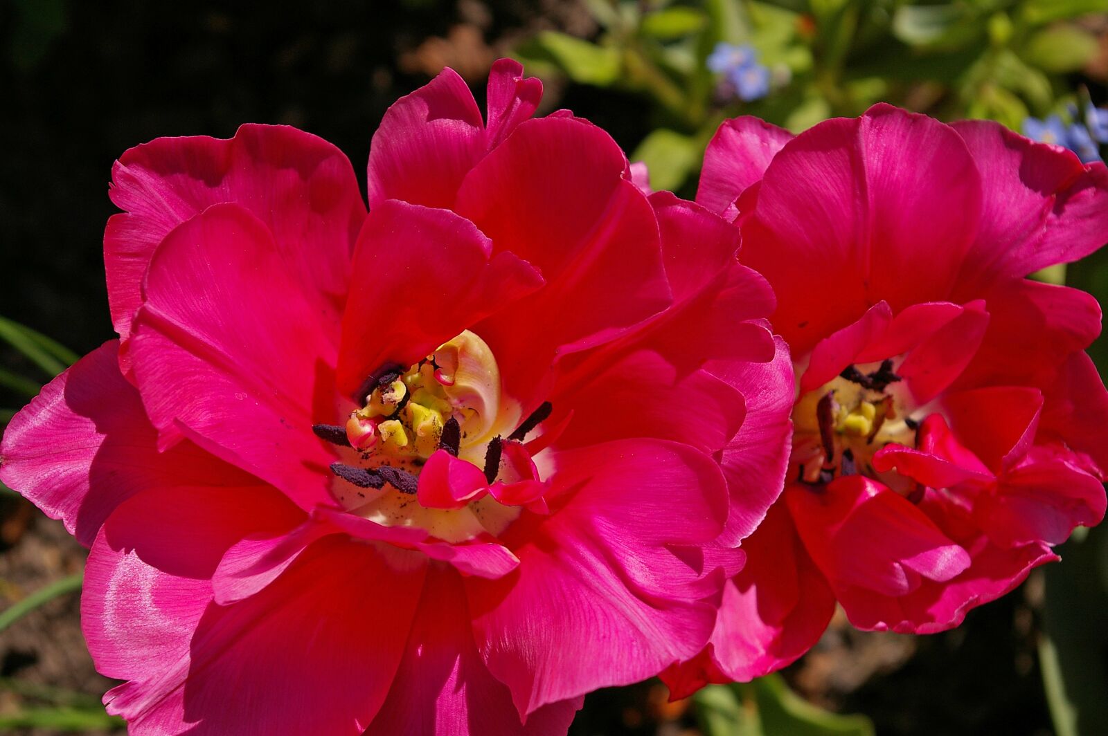 Pentax *ist DL2 sample photo. Tulips, red tulips, red photography