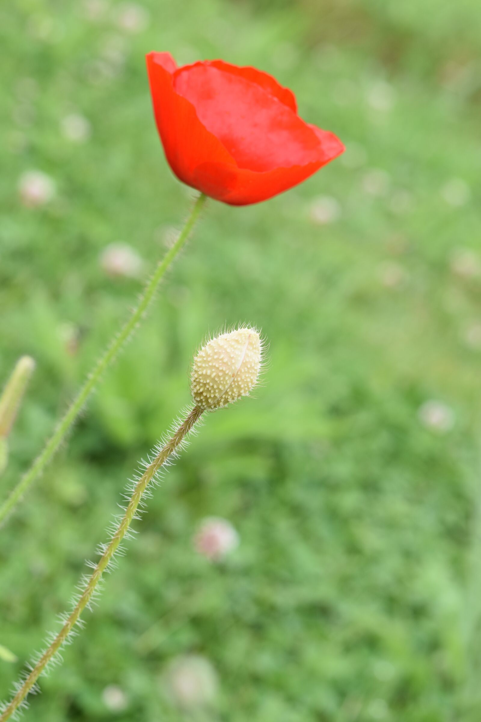 Nikon D5600 sample photo. Flower, poppy, button photography