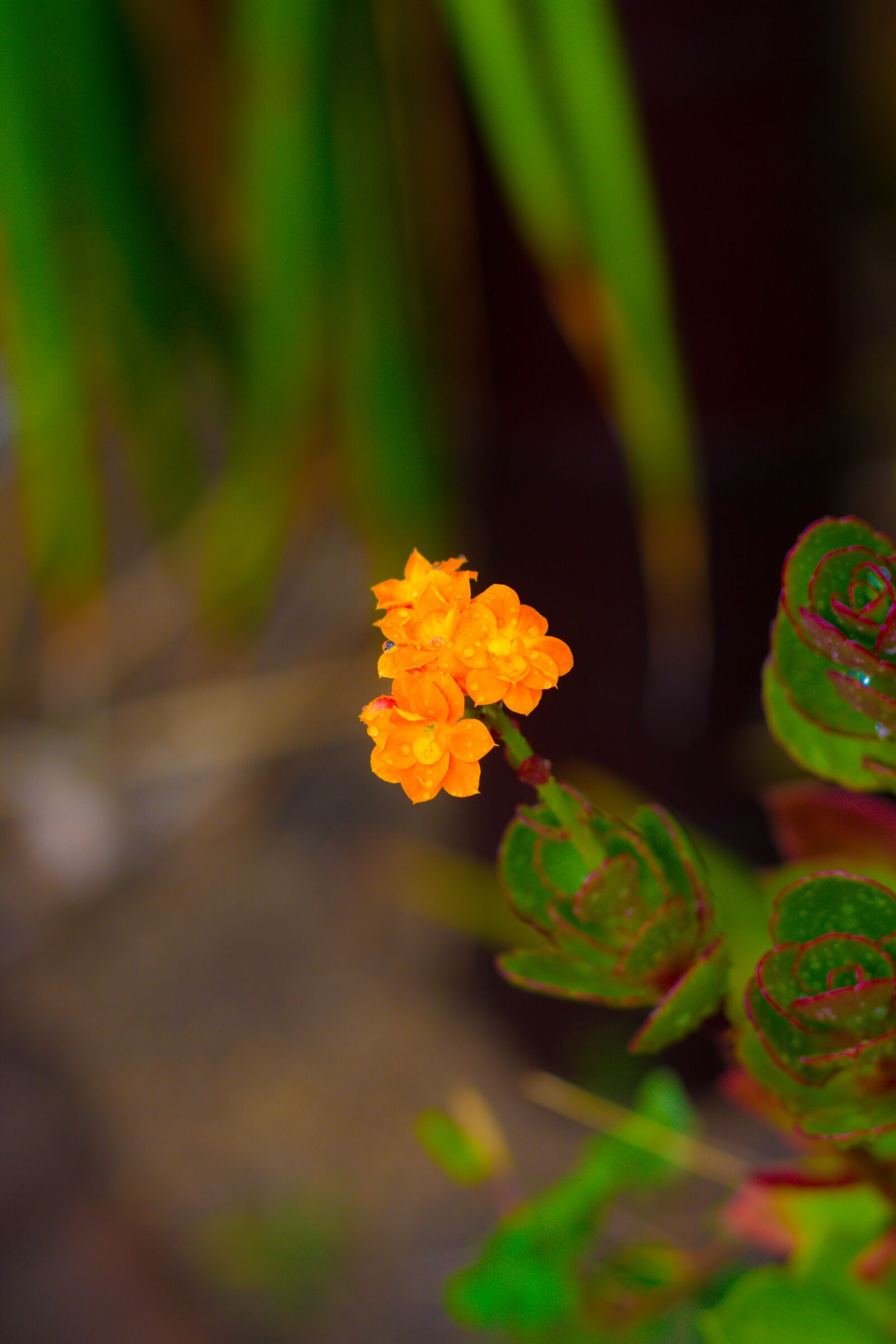 Canon EOS 700D (EOS Rebel T5i / EOS Kiss X7i) + Canon EF 50mm F1.8 STM sample photo. Flowers, yellow, orange photography