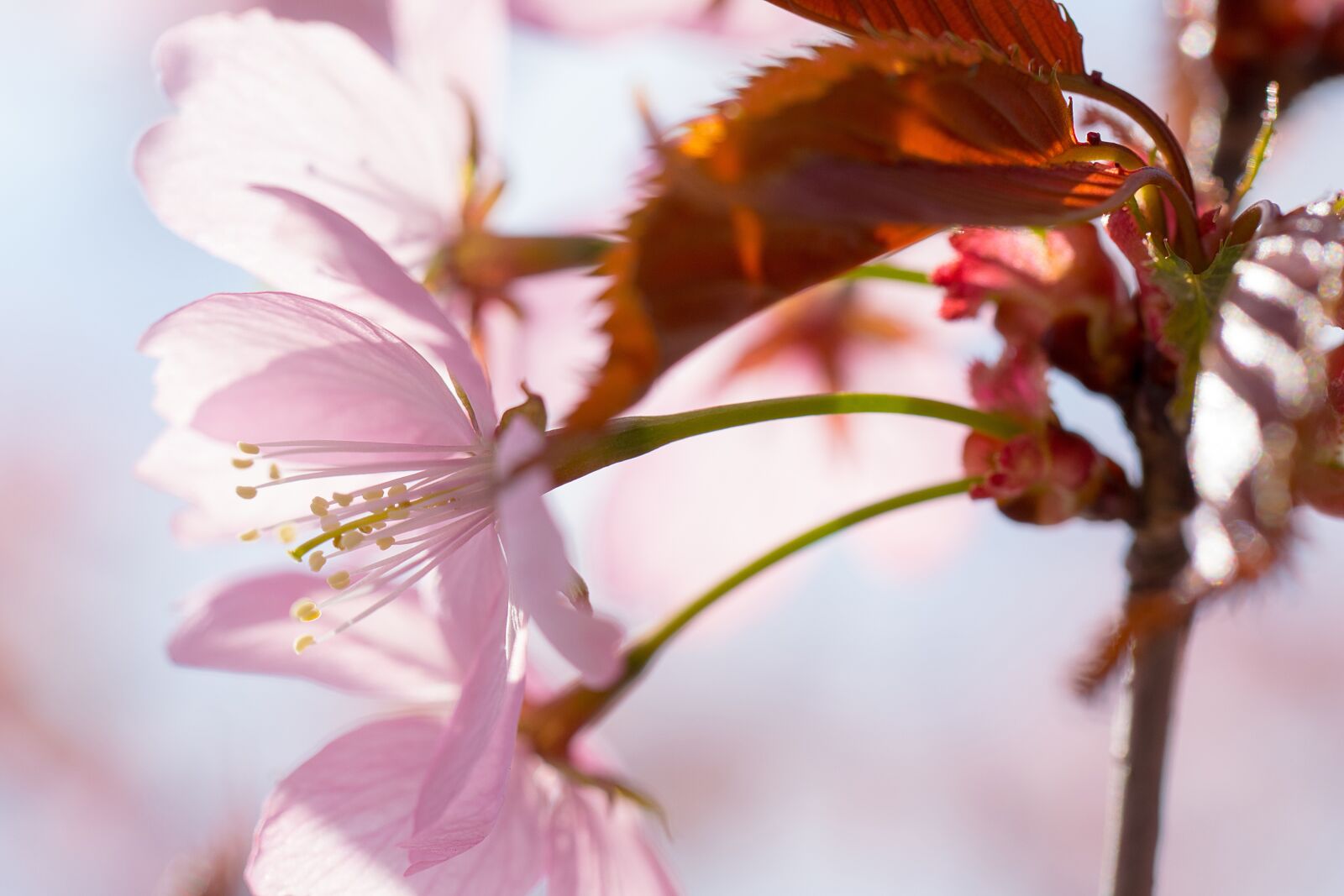 Nikon D3300 sample photo. Nature, inflorescence, cherry photography