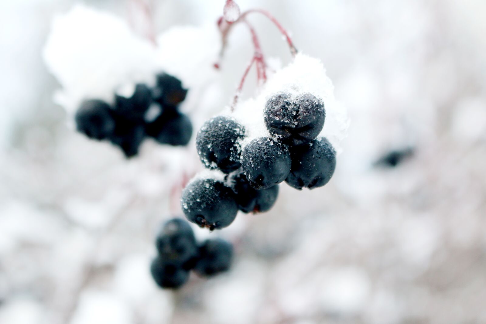 Canon EOS 70D sample photo. Frozen, grapes, winter photography
