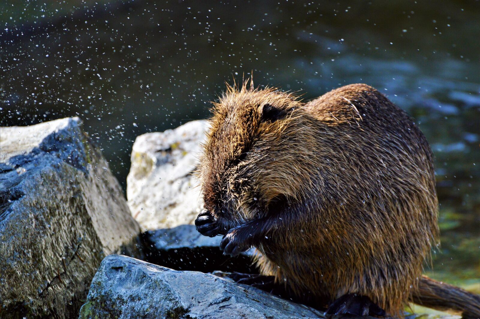 Nikon D3200 sample photo. Nutria, rodent, water rat photography