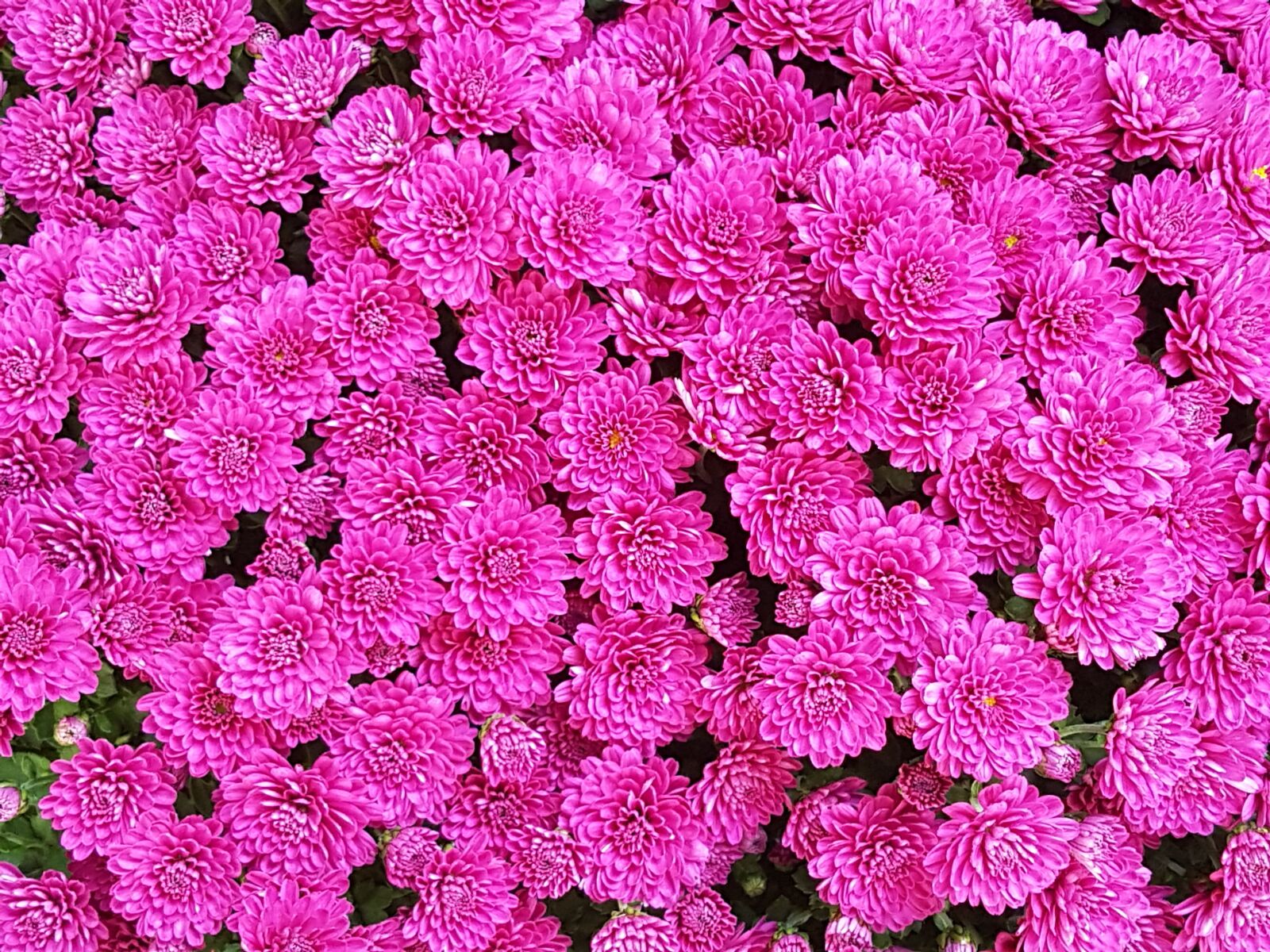 Samsung Galaxy S7 sample photo. Autumn, pink, beautiful photography