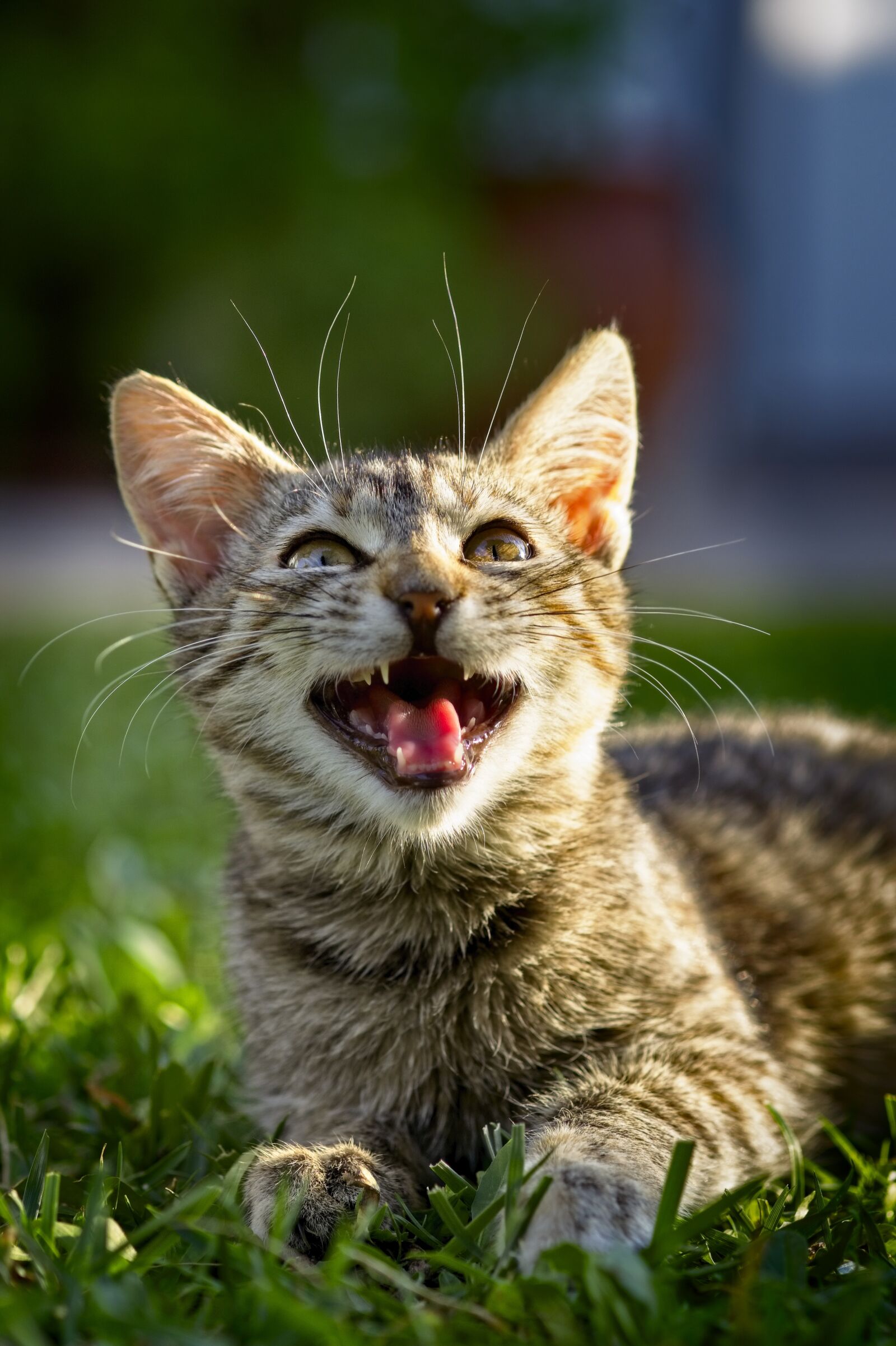 Fujifilm X-T20 + Fujifilm XF 60mm F2.4 R Macro sample photo. Cat, pet, look photography