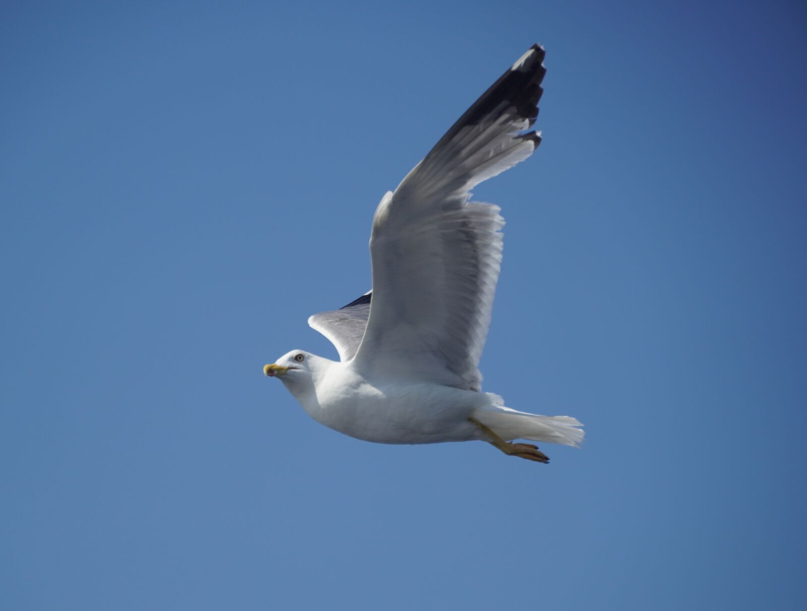 Sony a6400 sample photo. Seagull, flying, sea photography