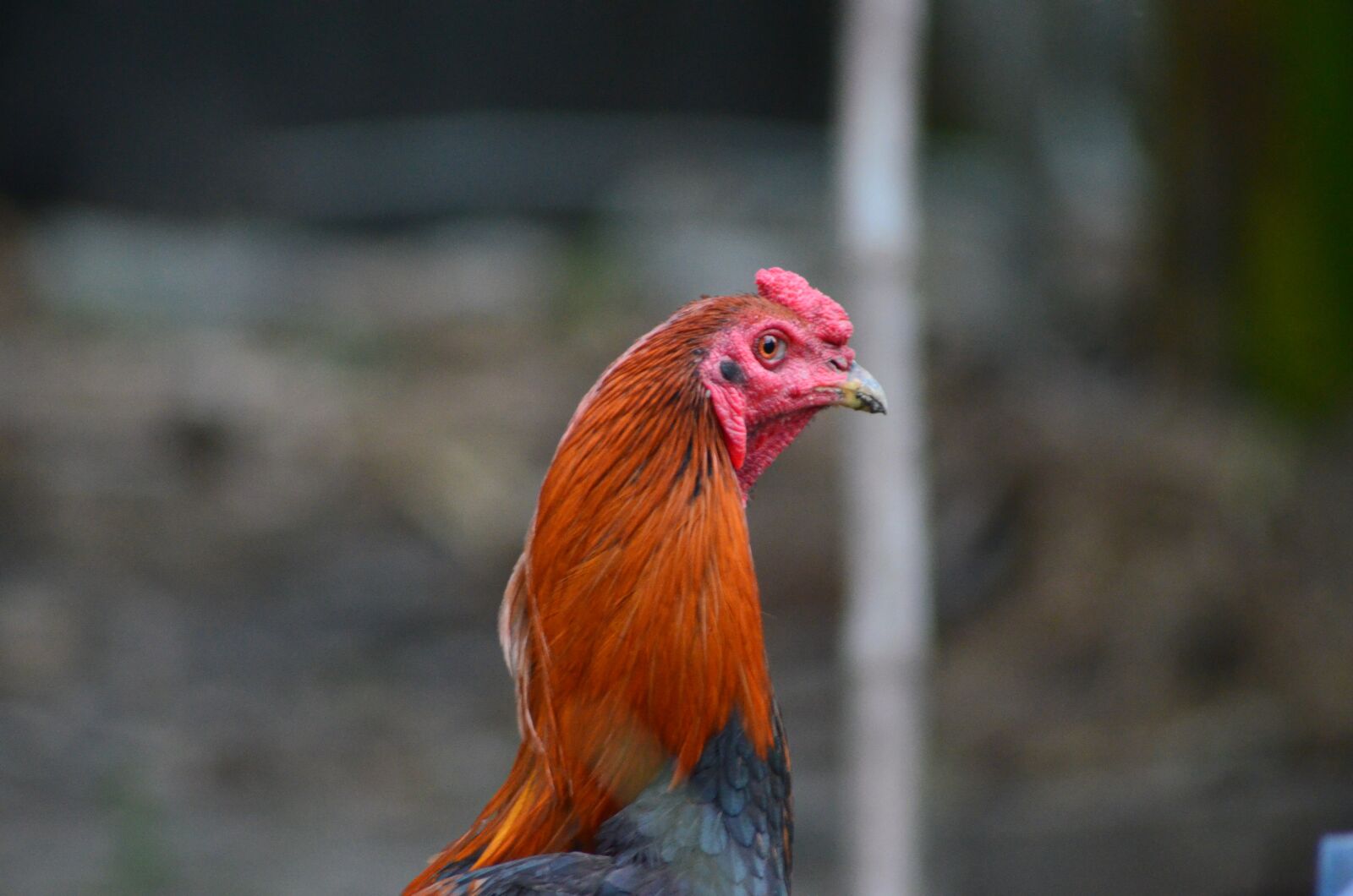 Nikon D5100 sample photo. Rooster, chicken, animal photography