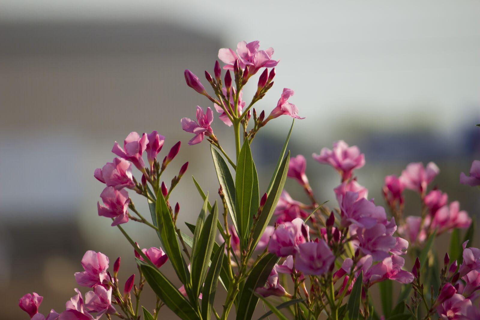 Canon EOS 600D (Rebel EOS T3i / EOS Kiss X5) sample photo. Flower, blossom, nature photography