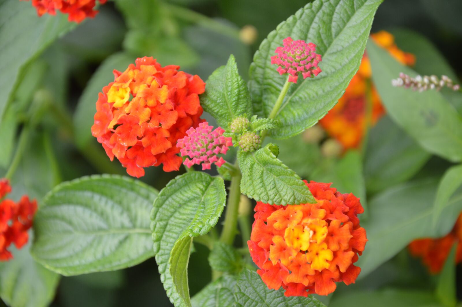 Nikon D3200 sample photo. Flowers, orange, floral photography
