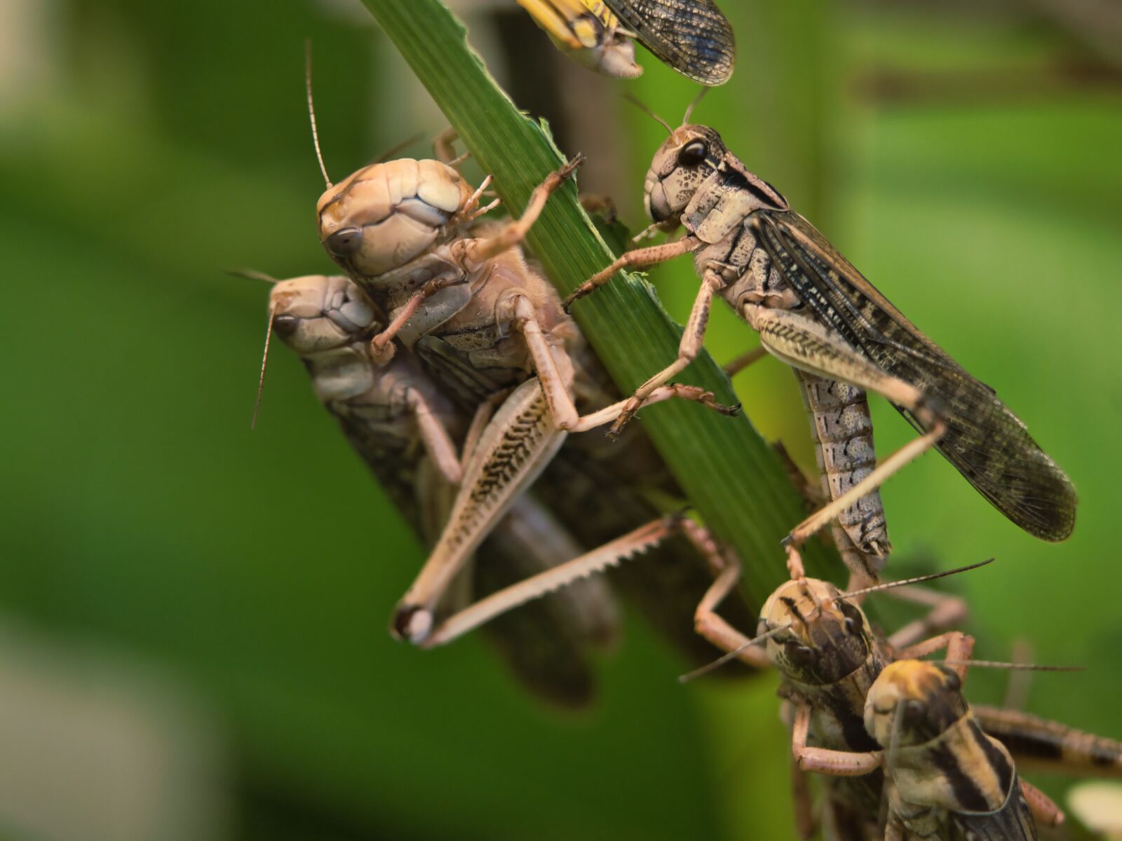Panasonic Lumix DC-G9 sample photo. Grasshopper, migratory locust, swarm photography