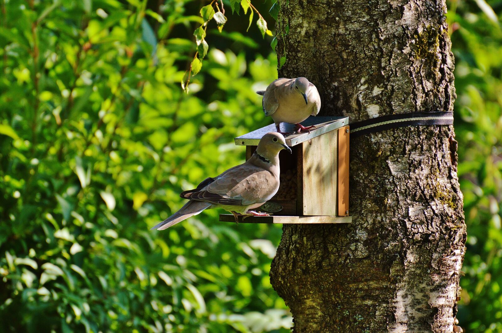 Nikon D3200 sample photo. Aviary, pigeons, birds photography