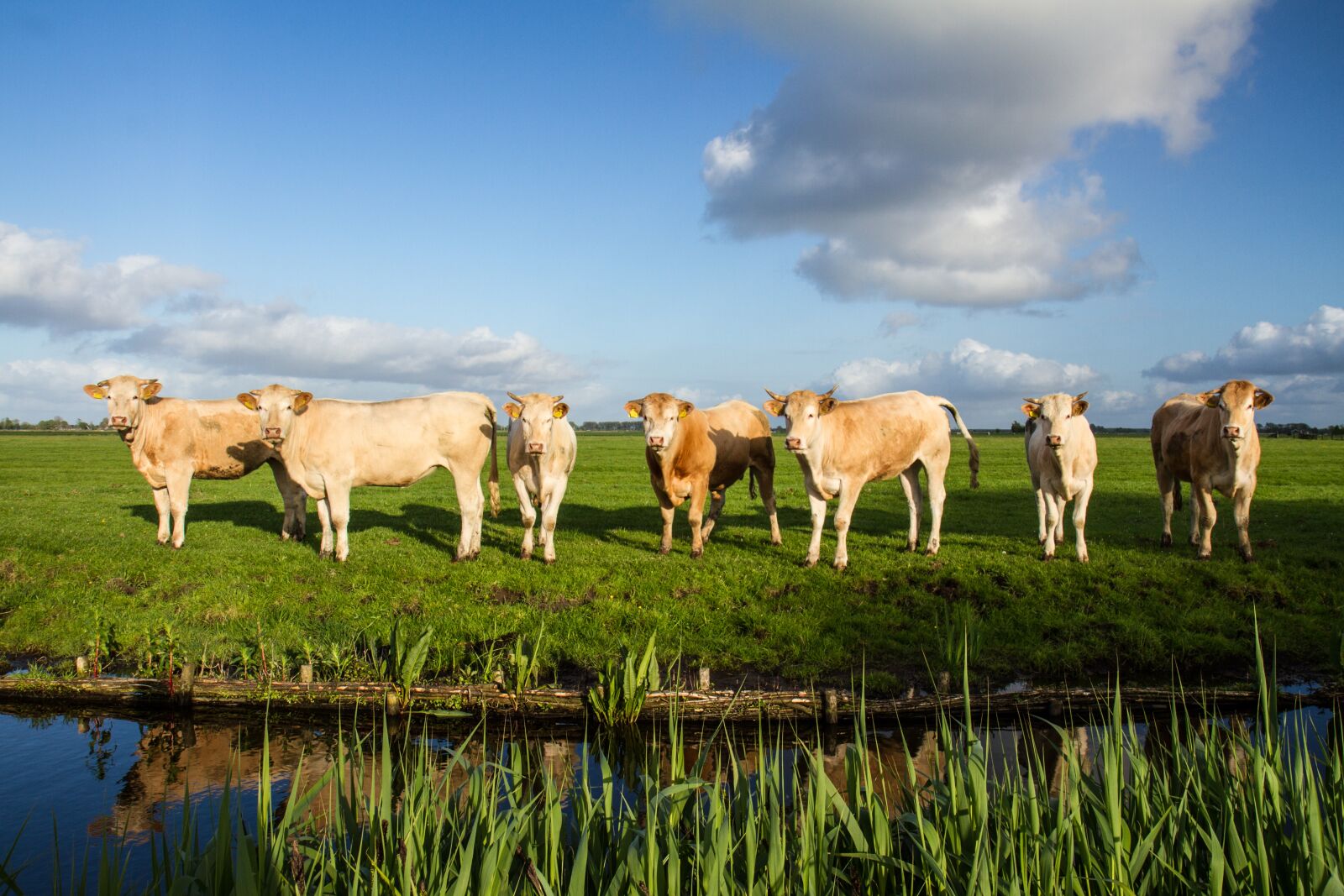 Canon EOS 7D sample photo. Polder, zeevang, air photography