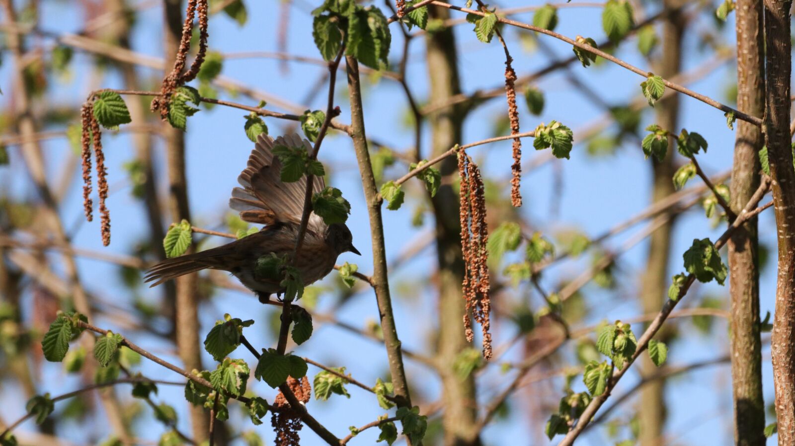 150-600mm F5-6.3 DG OS HSM | Contemporary 015 sample photo. Nature, bird, animal world photography