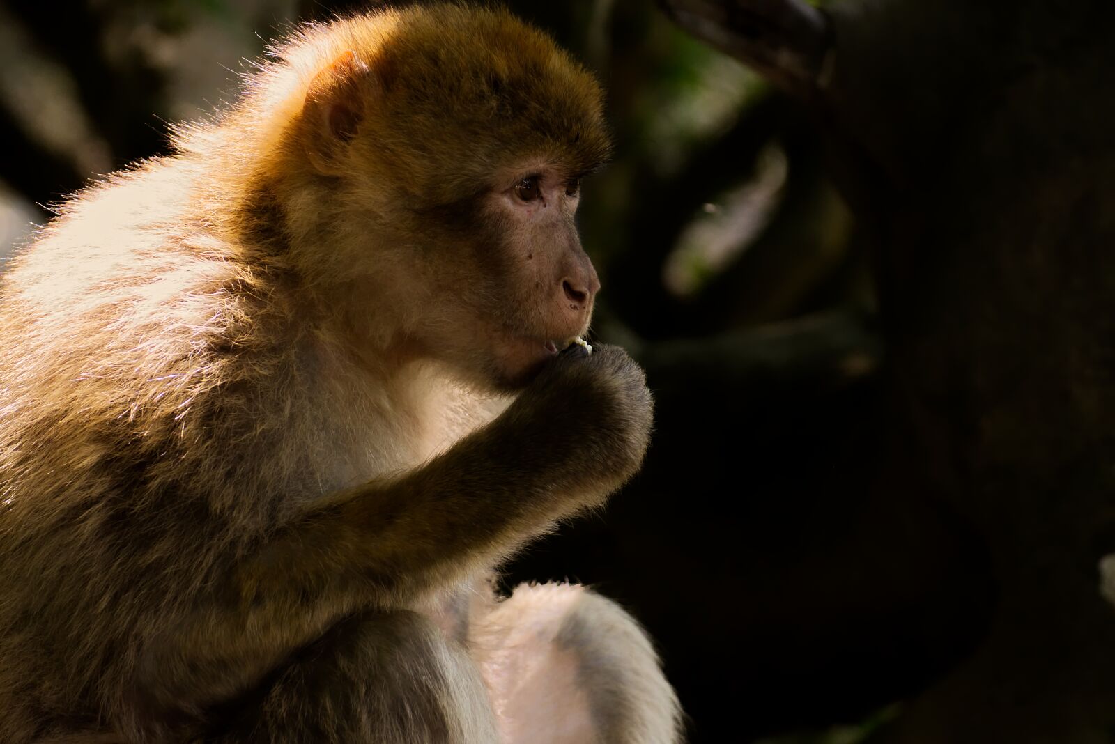 Nikon D7200 sample photo. Barbary ape, endangered species photography