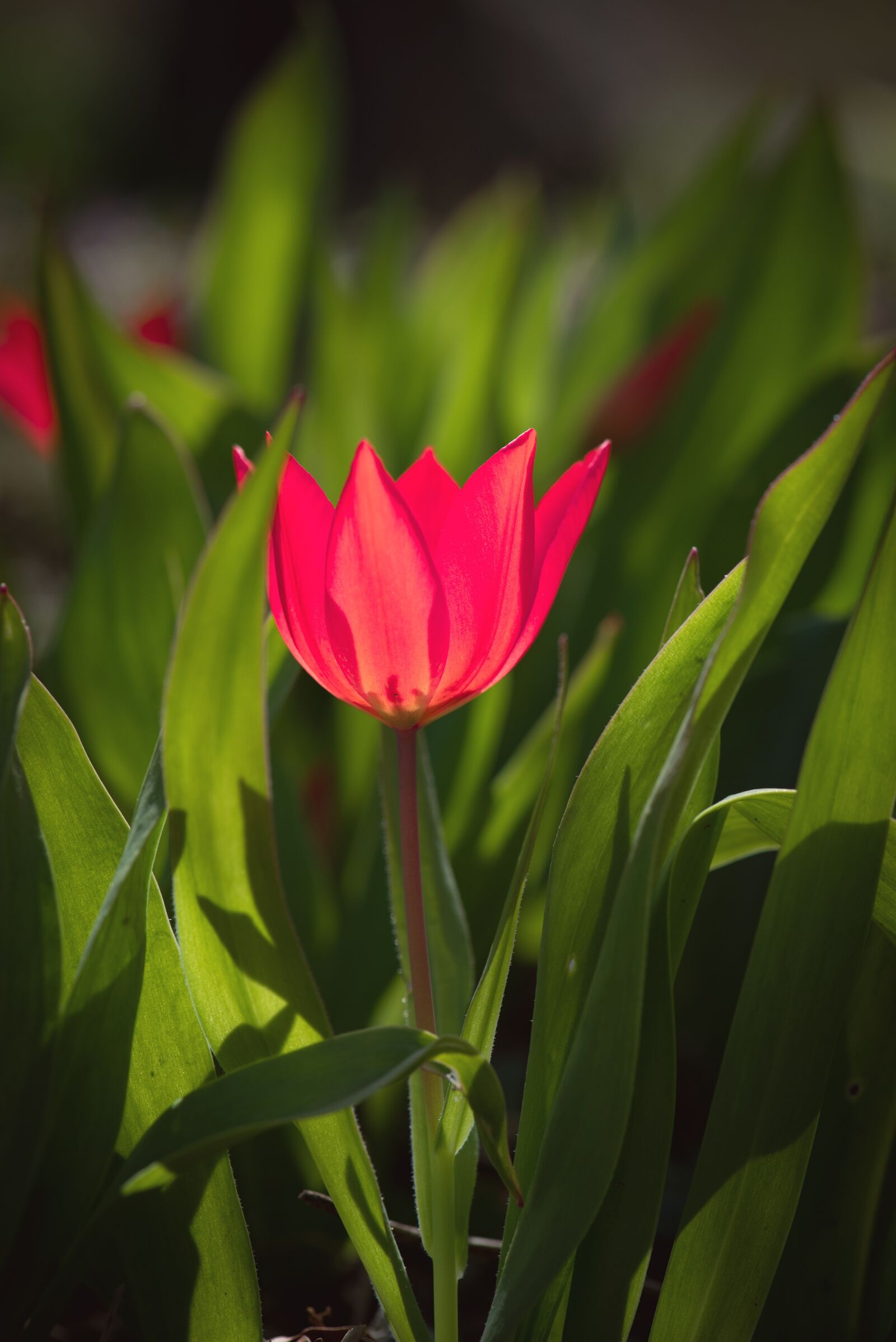 Nikon D750 sample photo. Tulip, small, red photography
