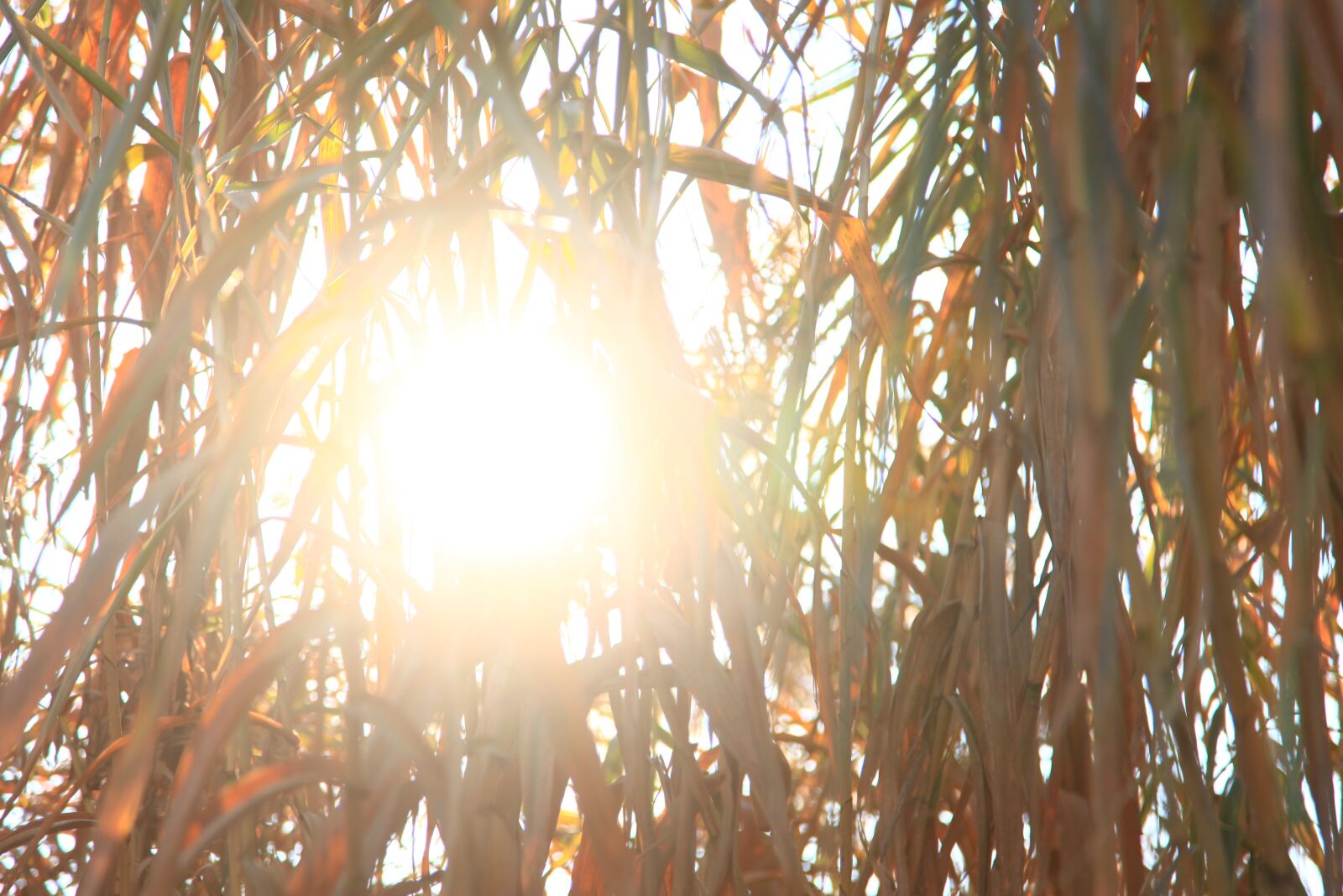 Canon EOS 5D Mark II sample photo. Sun, cañas, nature photography