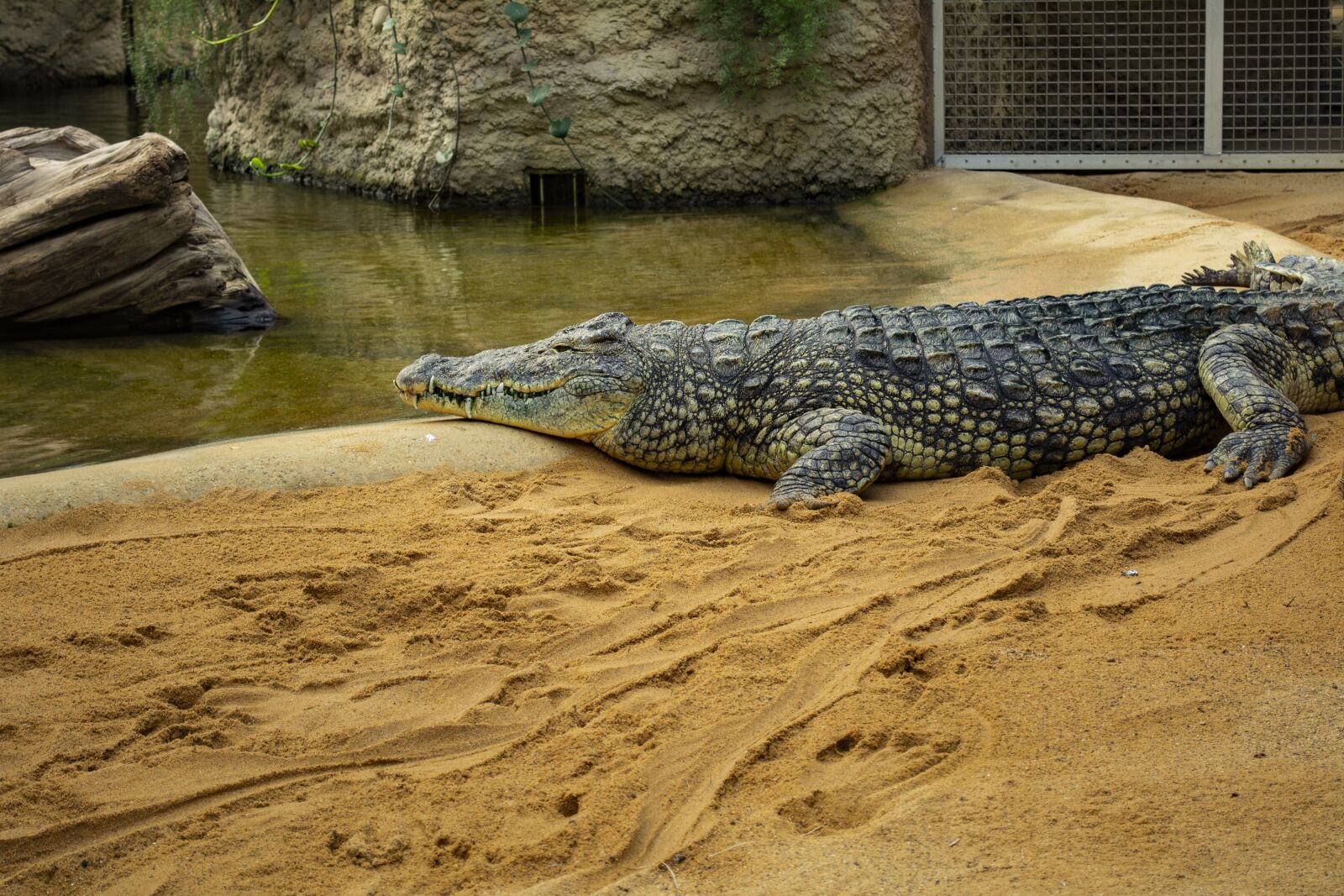 Nikon D5200 sample photo. Crocodile, zoo, alligator photography