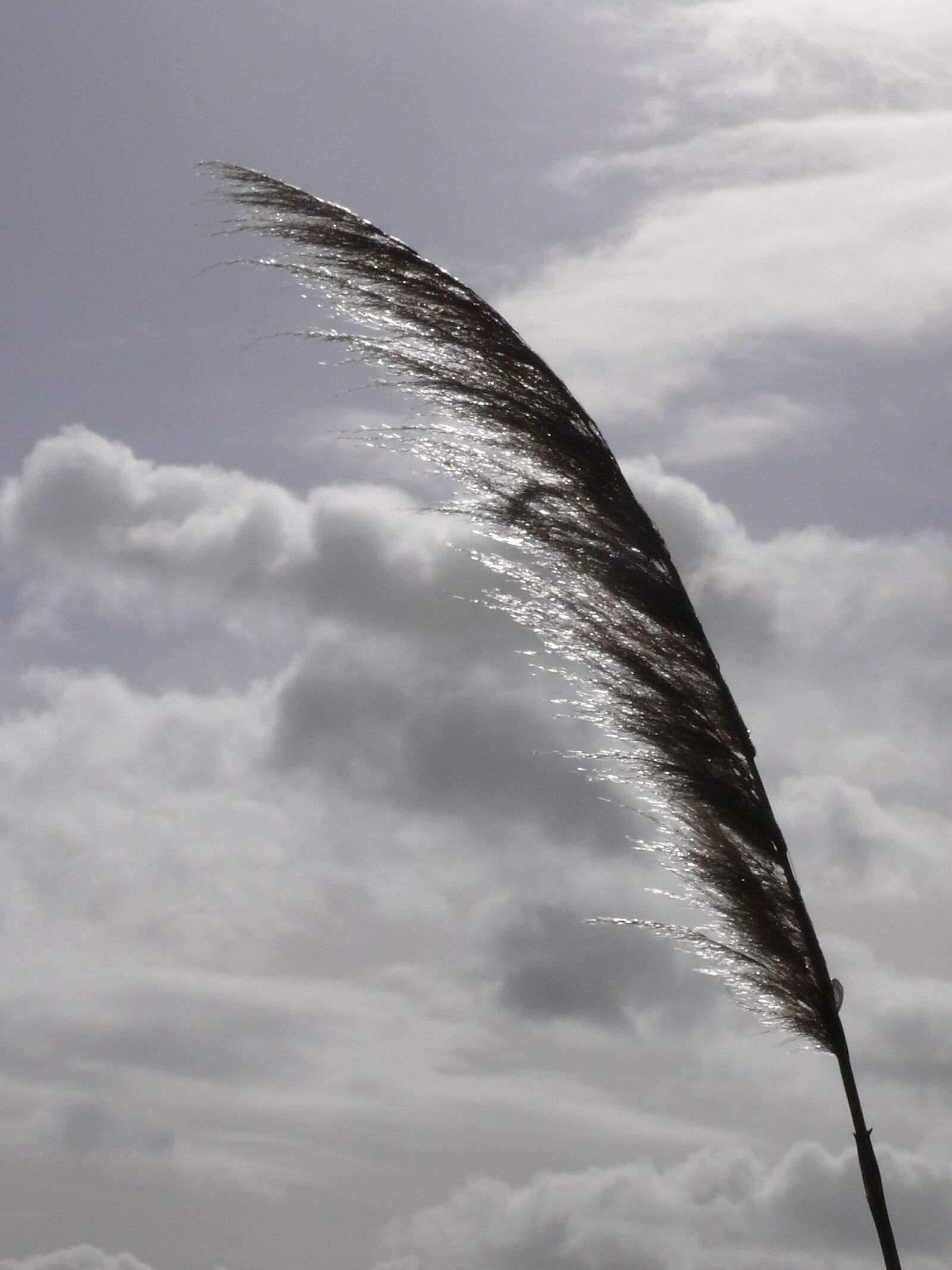 Panasonic DMC-FZ50 sample photo. Reed, marsh, wind photography