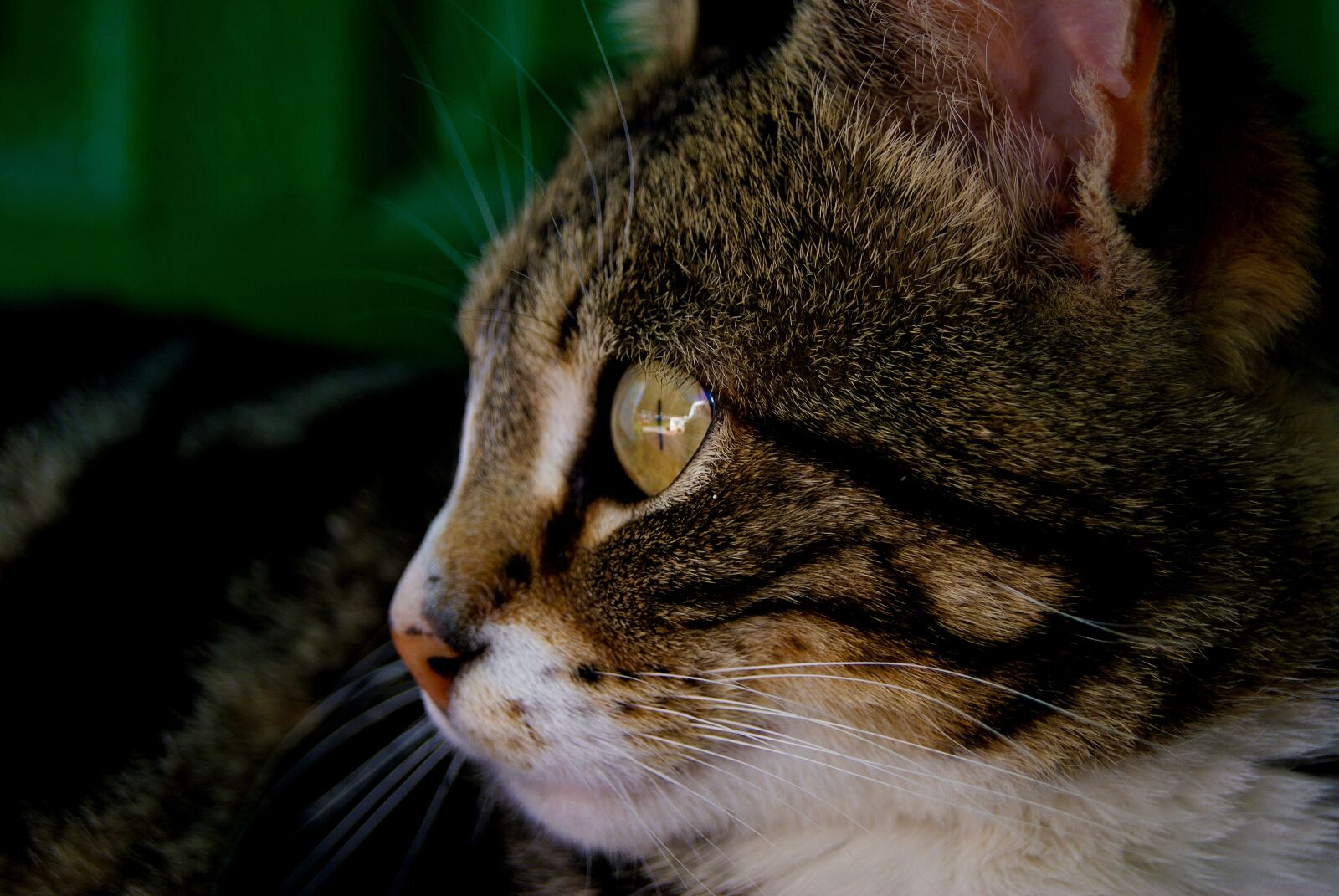 Sony Alpha DSLR-A230 sample photo. Cat, nice, animalia photography