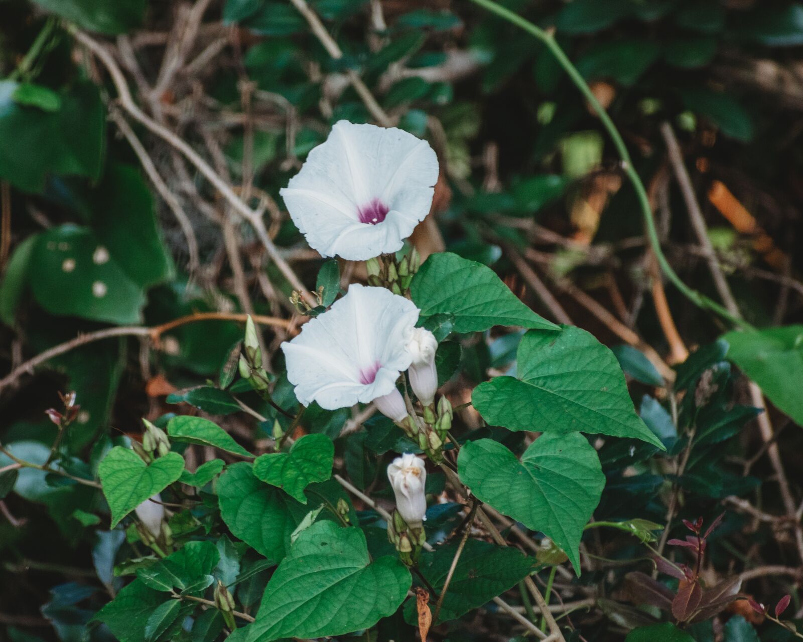 Nikon D5300 sample photo. Flower, plant, nature photography