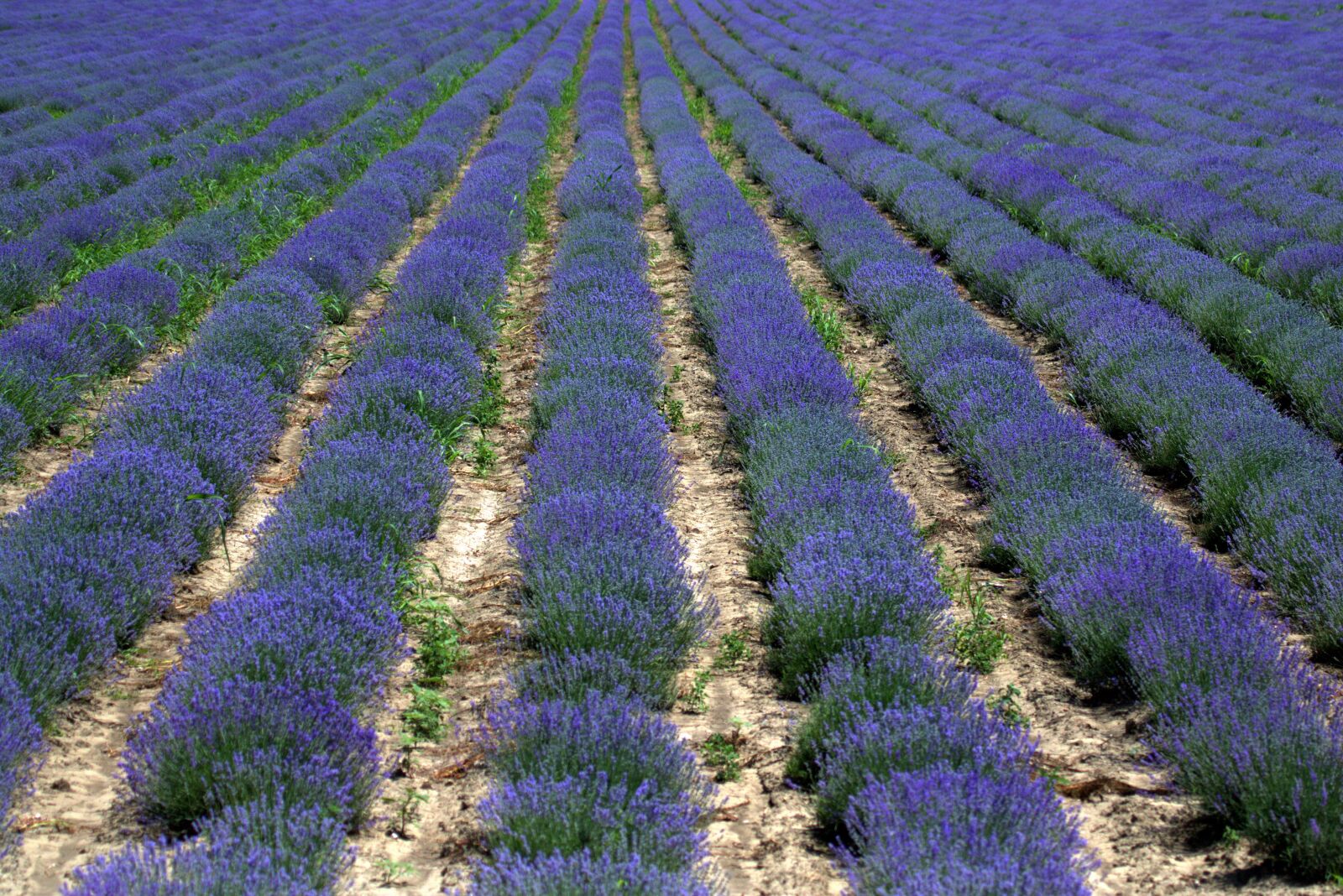Canon EF 100-400mm F4.5-5.6L IS USM sample photo. Lavender, blue, supplies photography