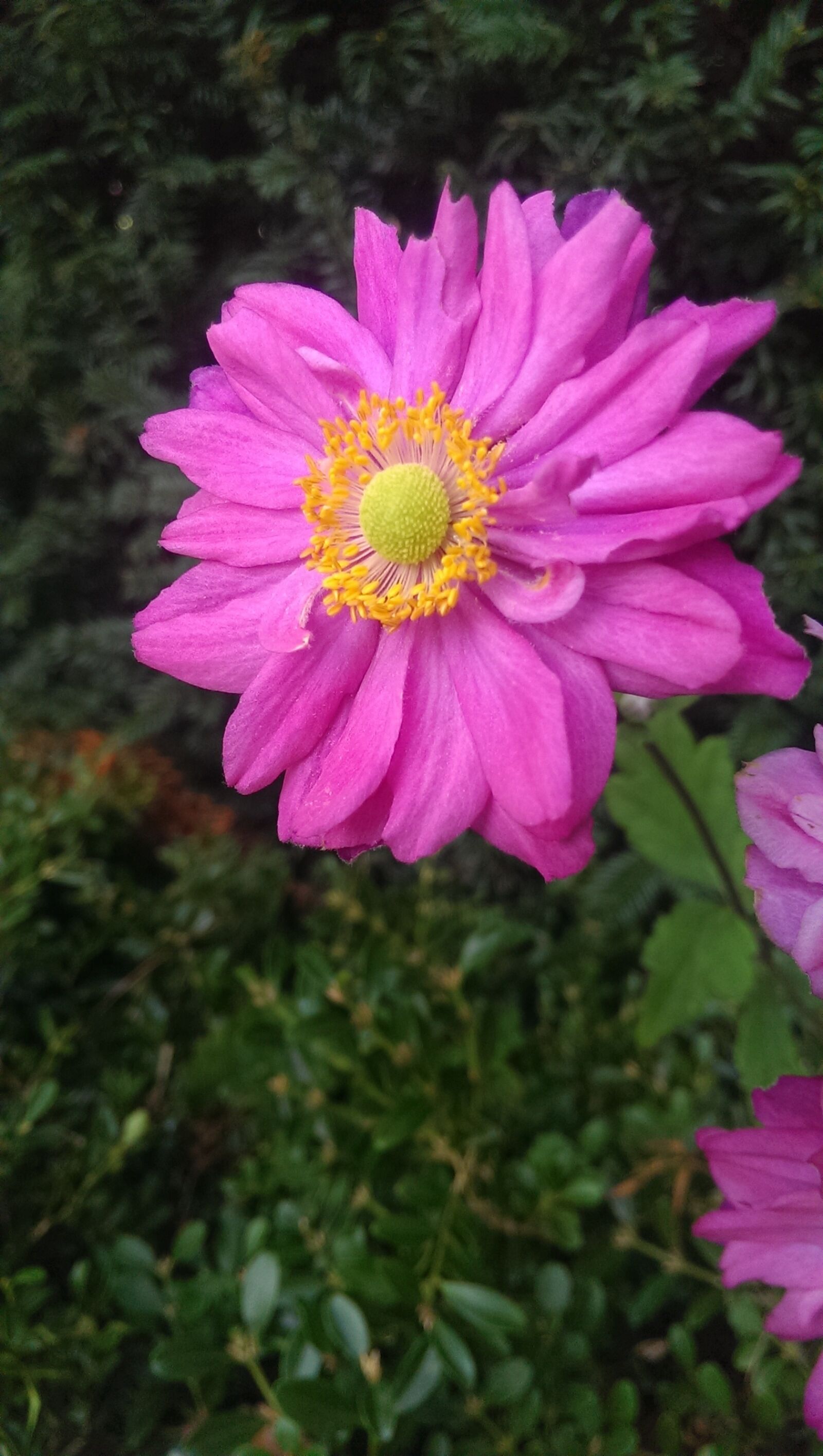HTC ONE sample photo. Anenome, sunny, flower photography