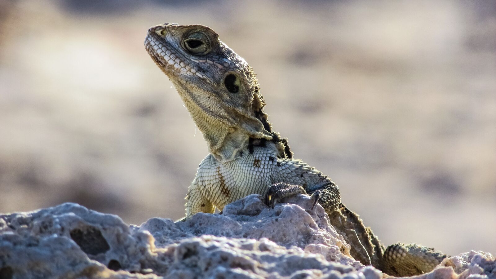 Canon PowerShot SX400 IS sample photo. Cyprus, lizard, kurkutas photography