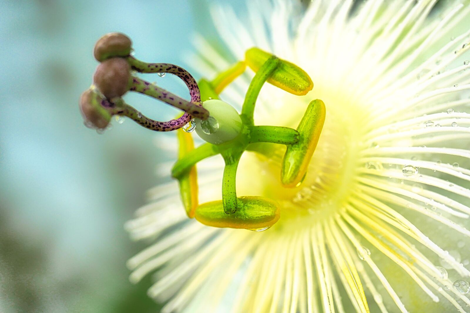 Panasonic Lumix DMC-GX8 sample photo. Poppy flower, blossom, bloom photography
