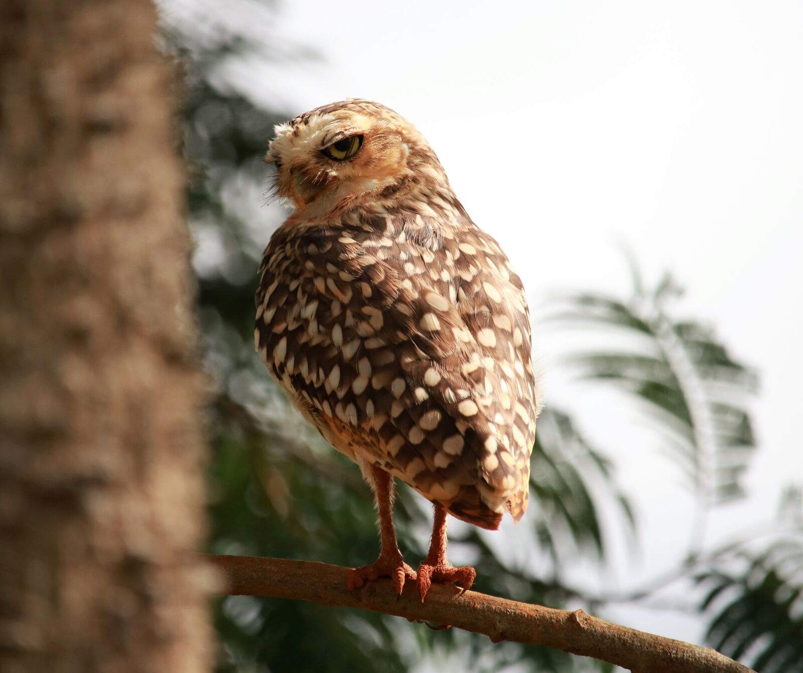 Canon EF-S 55-250mm F4-5.6 IS STM sample photo. Wildlife, birds, animalia photography