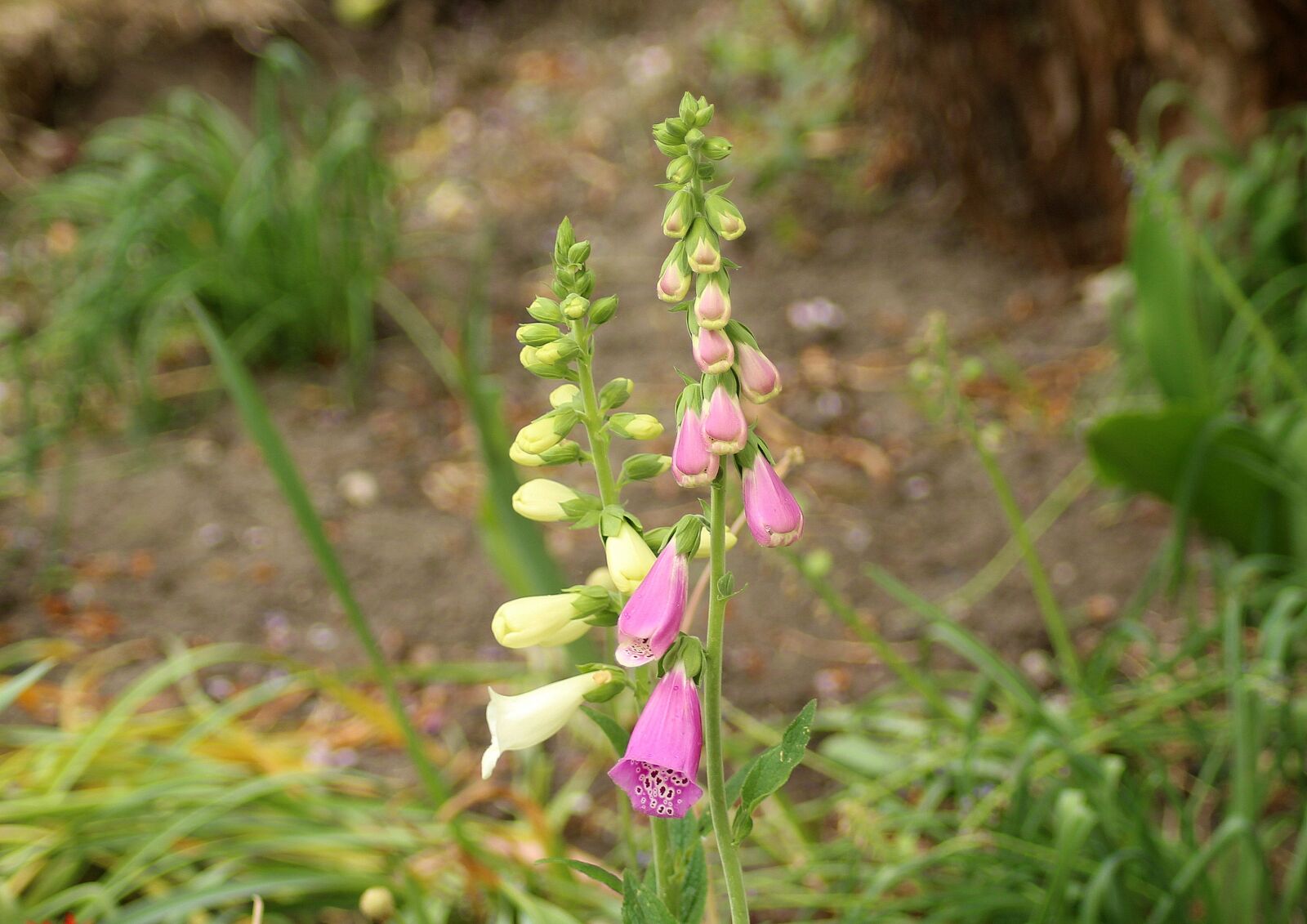 Canon EOS 1200D (EOS Rebel T5 / EOS Kiss X70 / EOS Hi) sample photo. Foxglove, flower, white photography