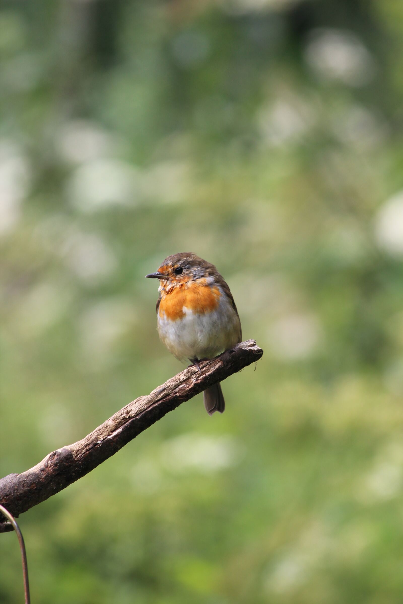 Canon EF-S 55-250mm F4-5.6 IS sample photo. Robin, bird, nature photography