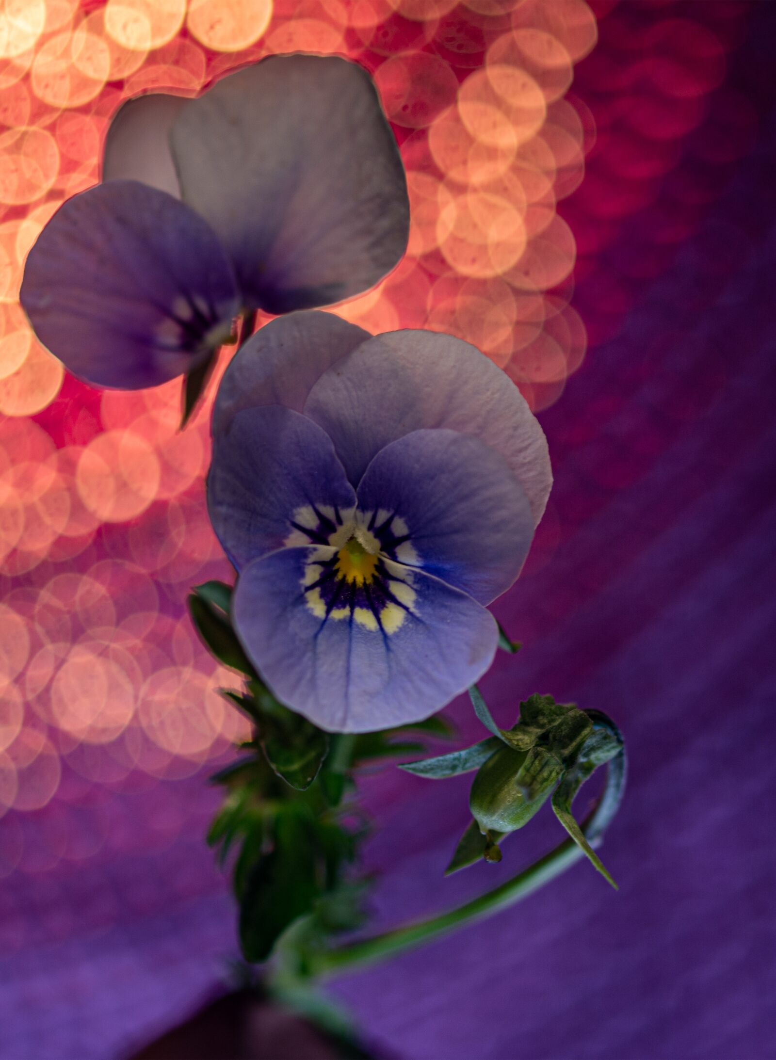 Nikon D7100 sample photo. Flower, nature, spring photography