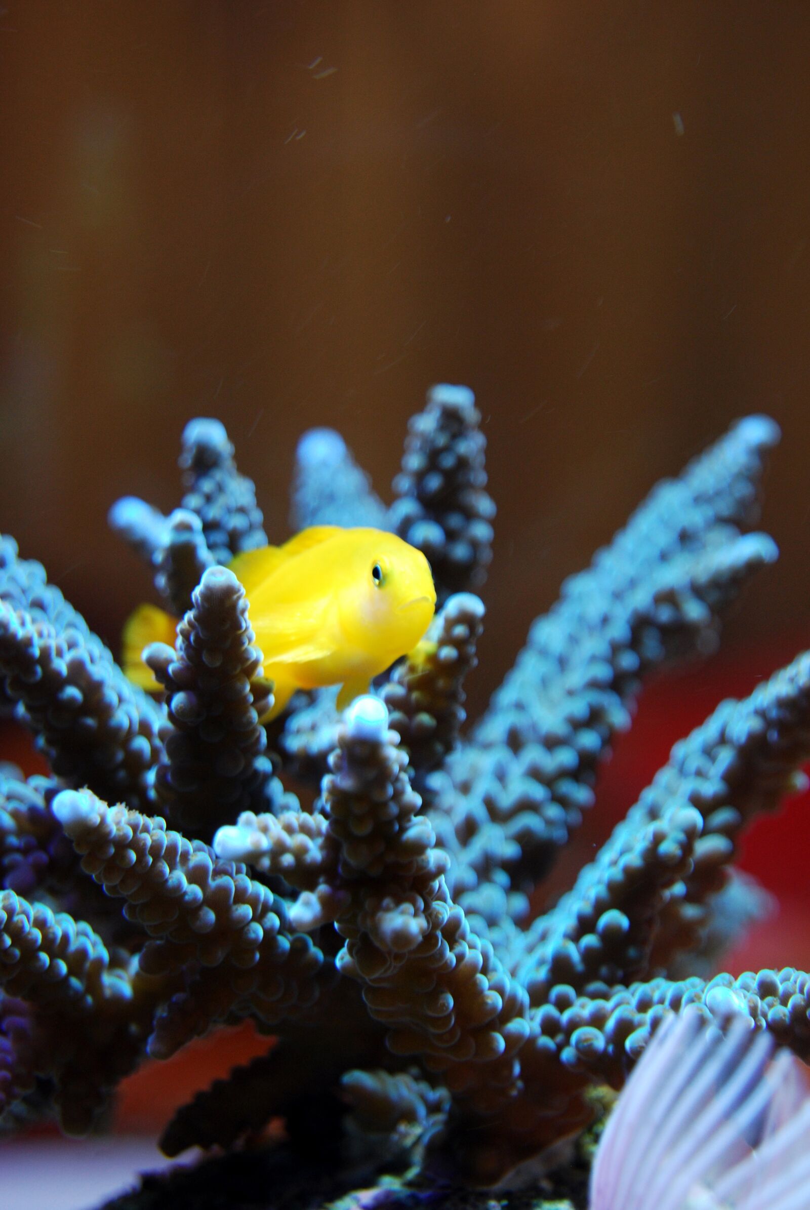 Nikon D40X sample photo. Coral, reef, sea photography