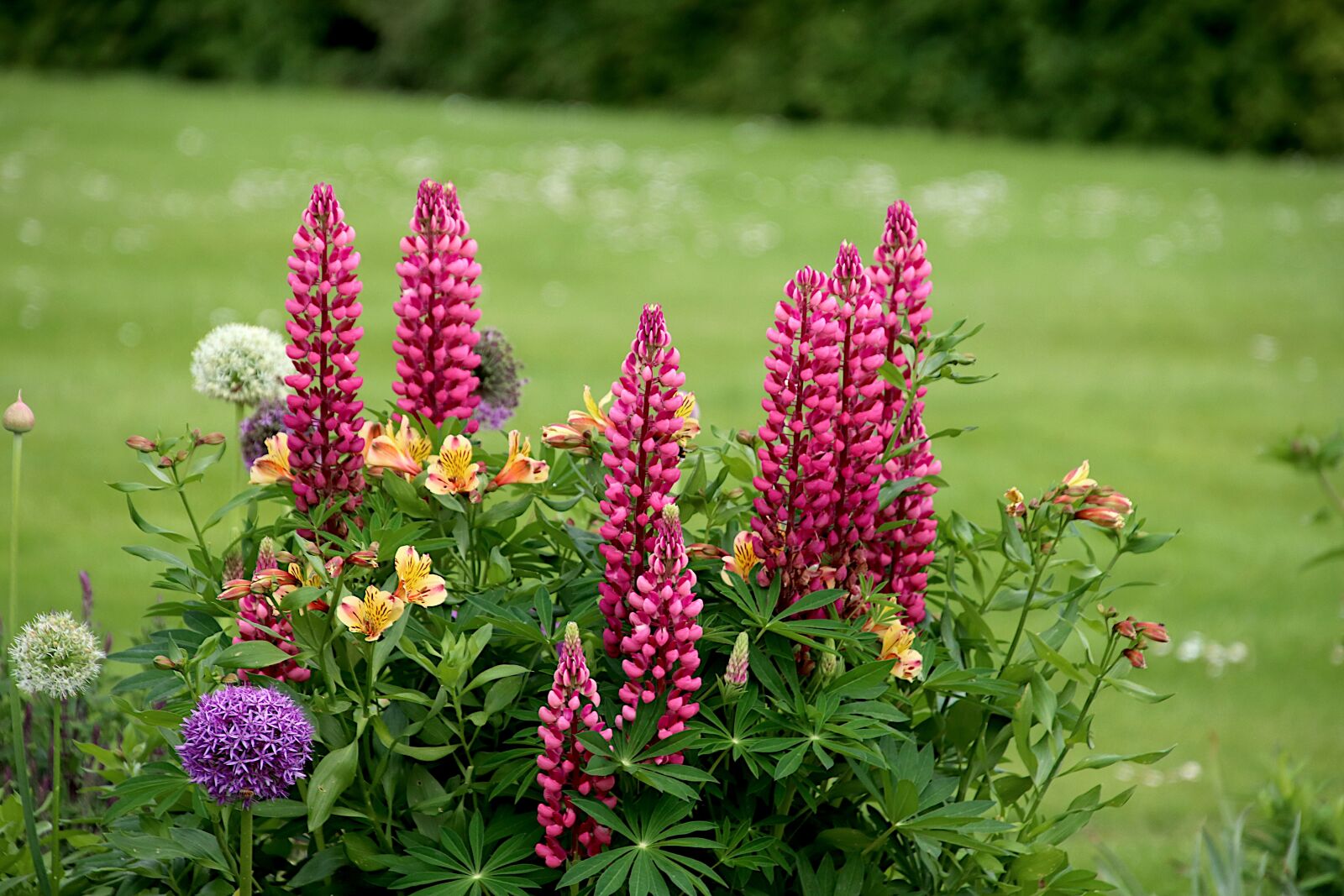 Canon EOS 800D (EOS Rebel T7i / EOS Kiss X9i) sample photo. Lupins, dark pink in photography