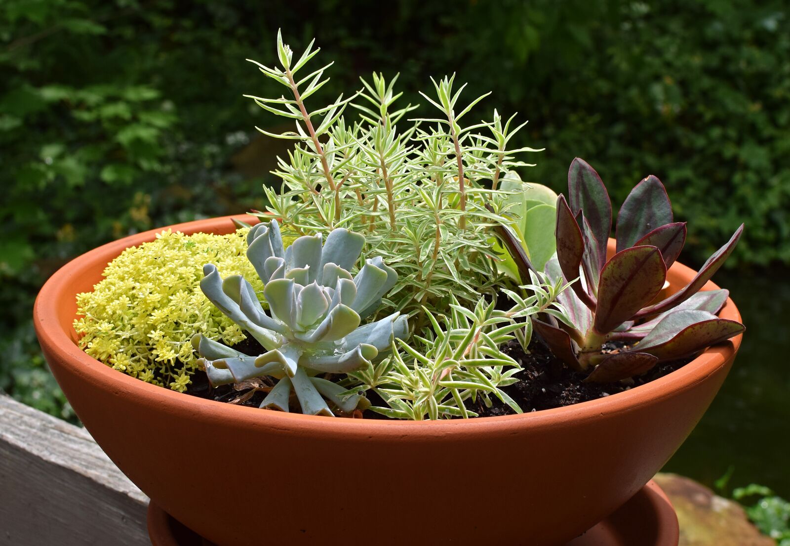 Nikon D3300 sample photo. Rain-wet succulent garden, rain-wet photography