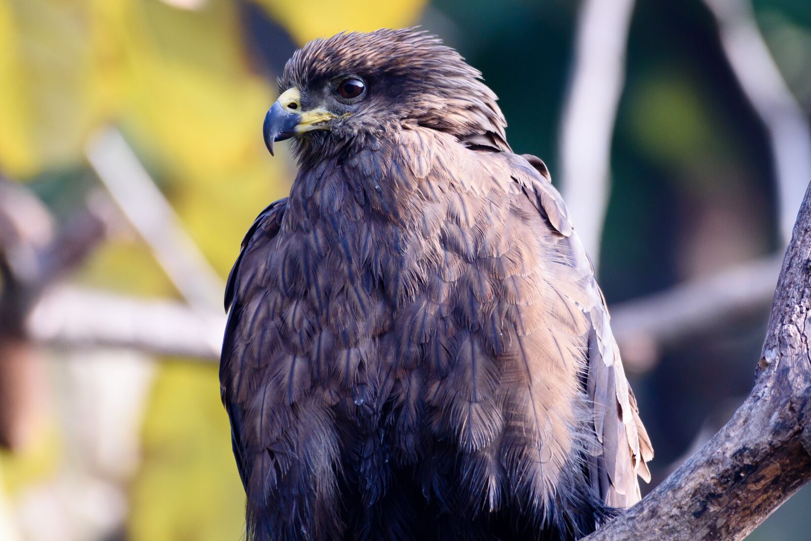 Nikon D7200 sample photo. Bird, nature, animal photography